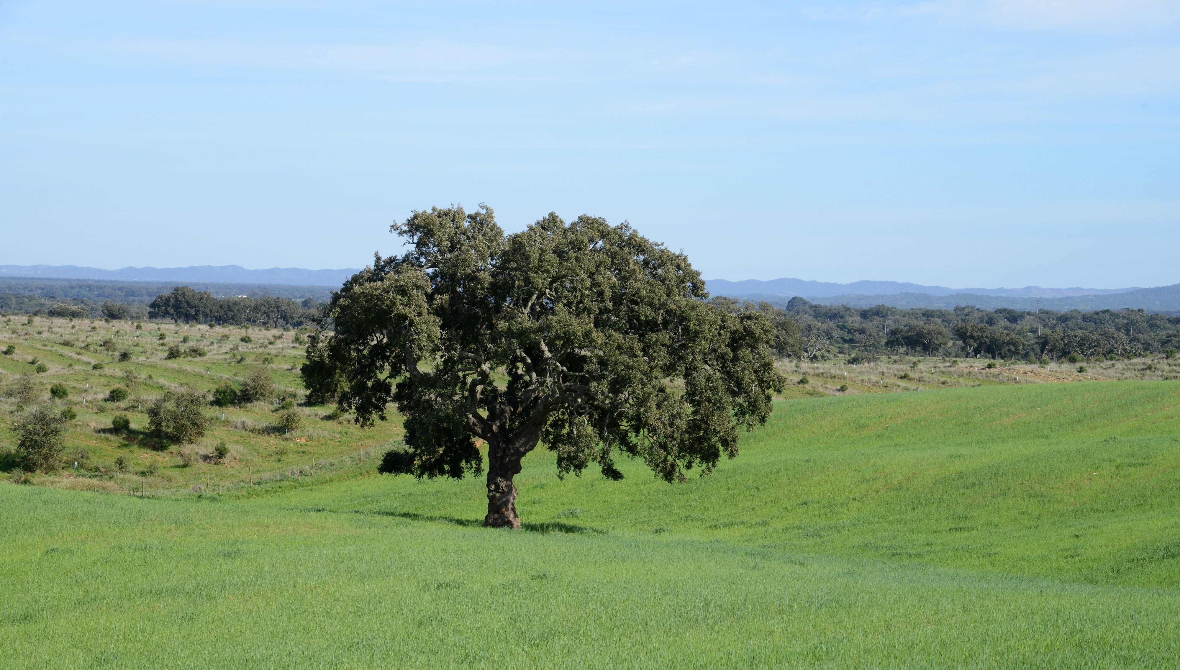 Quercus March 2015-1