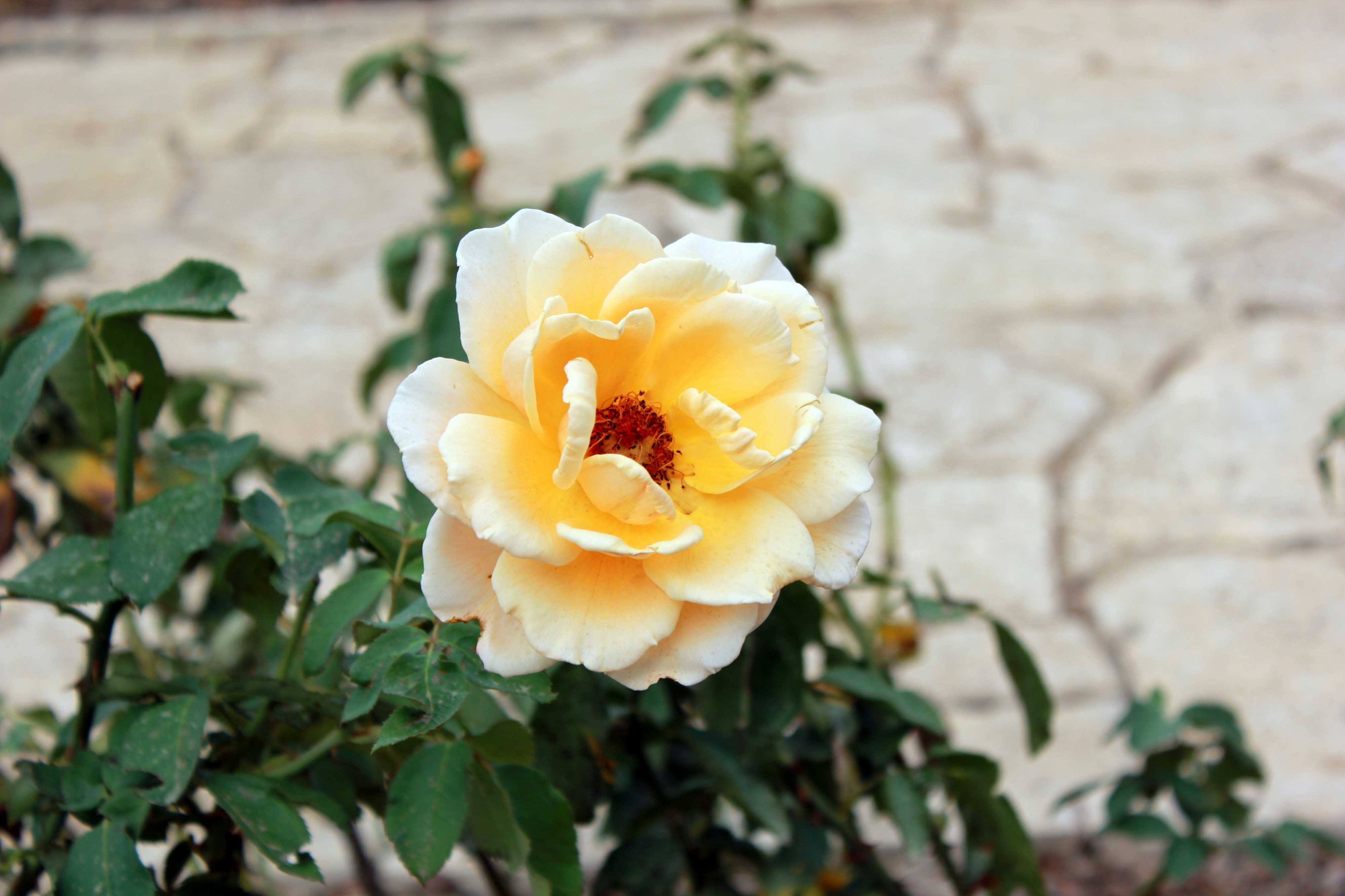 Ramat aNadiv park, Israel (12742874734)