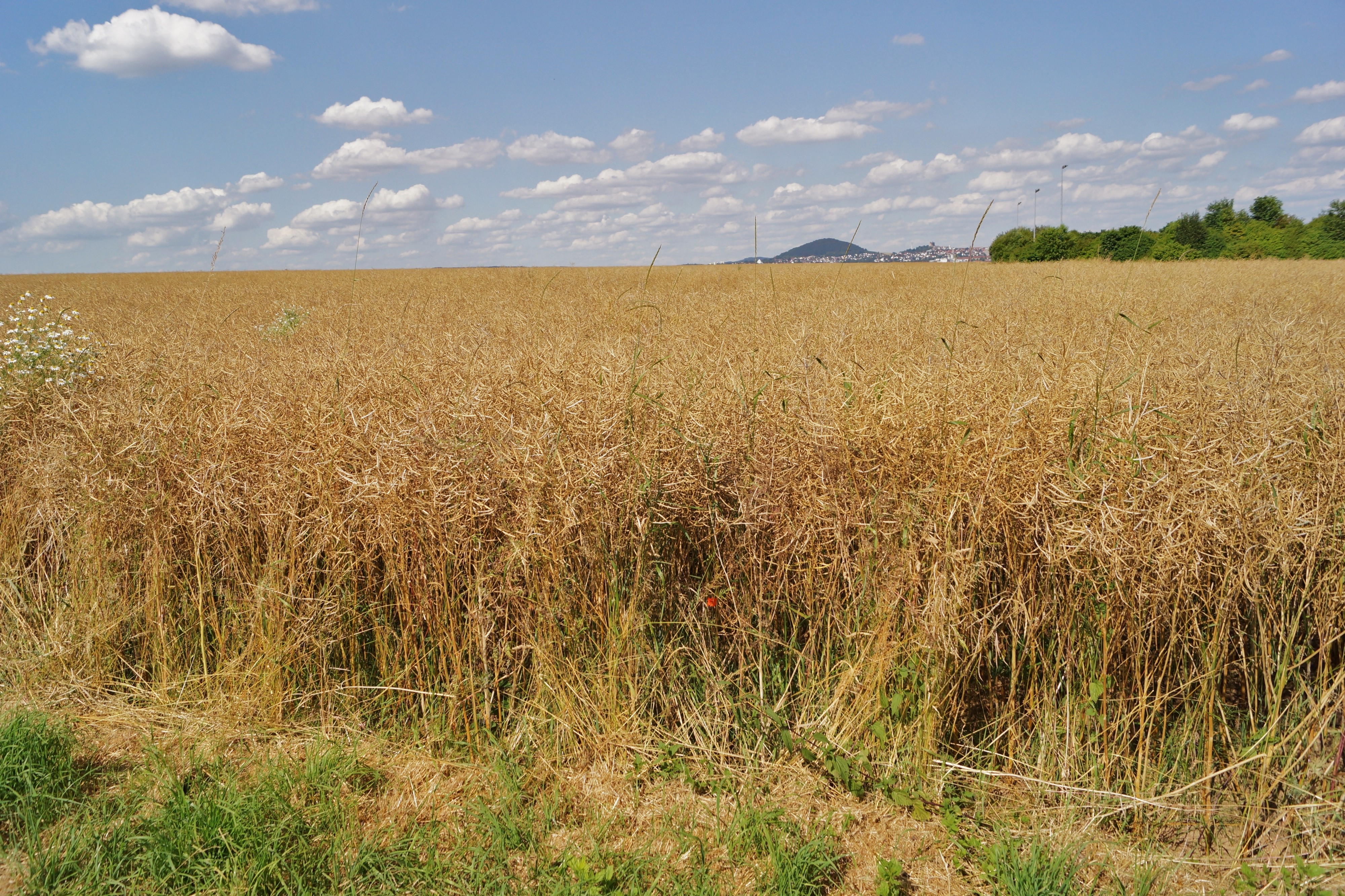 Rapsfeld bei Fulda (04)