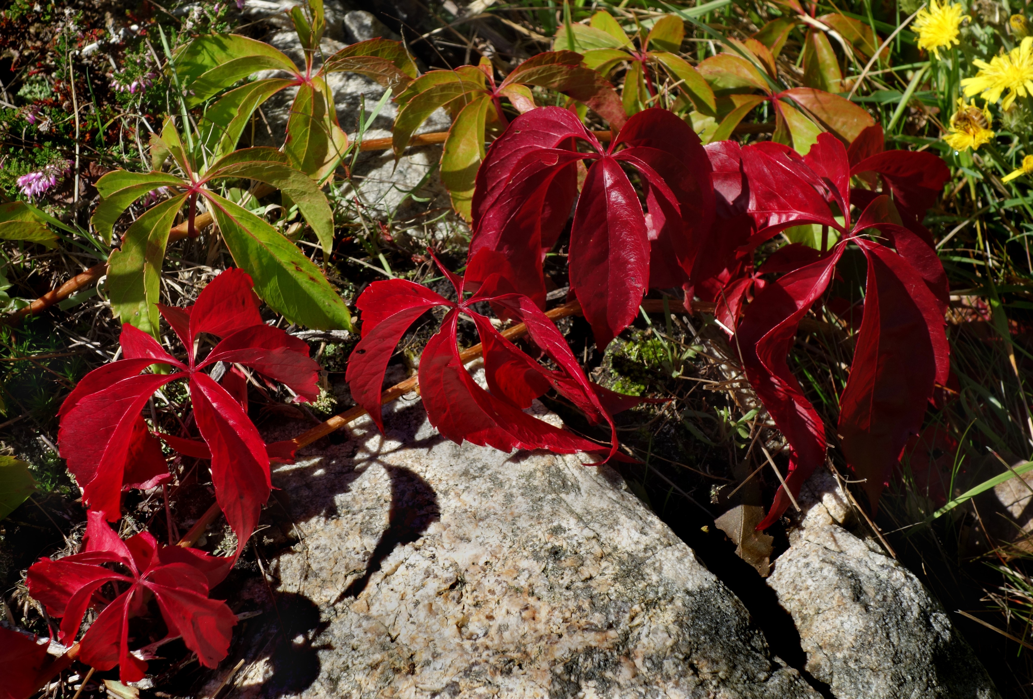 Red five-leaved ivy on granite