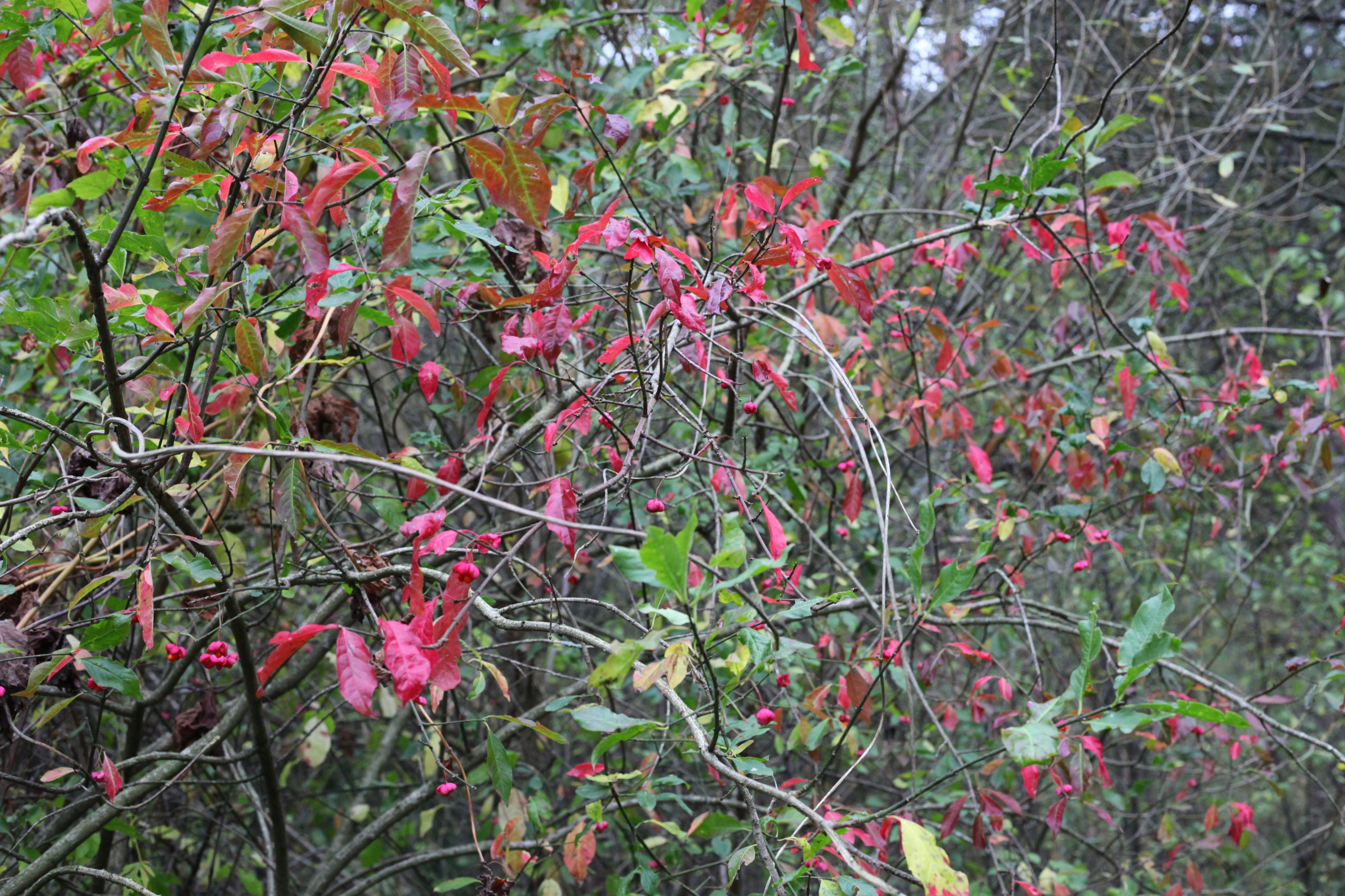 red leaves in the beginning of October 2012 in Lviv region of Ukraine