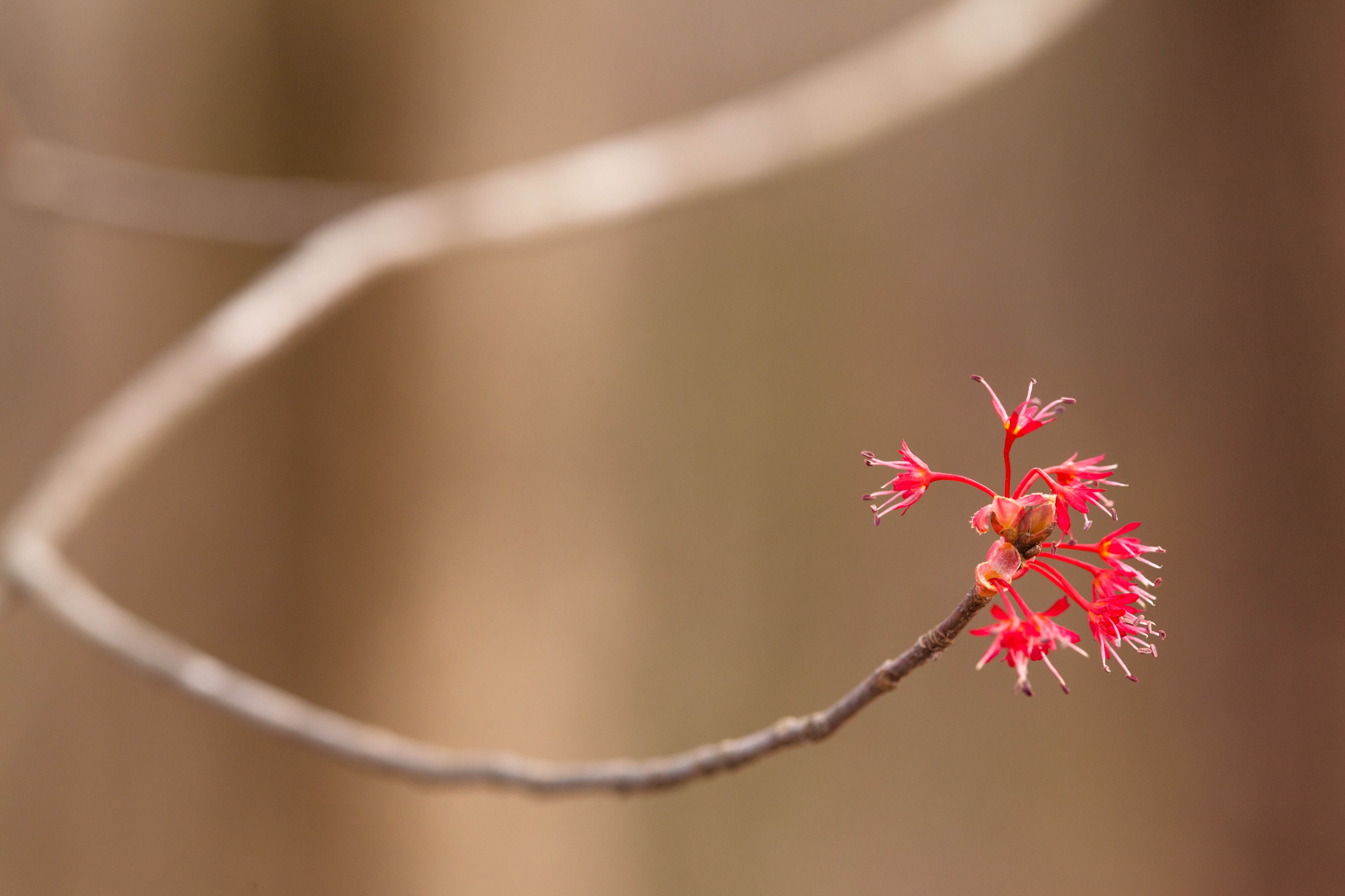 Red maple (24984309761)