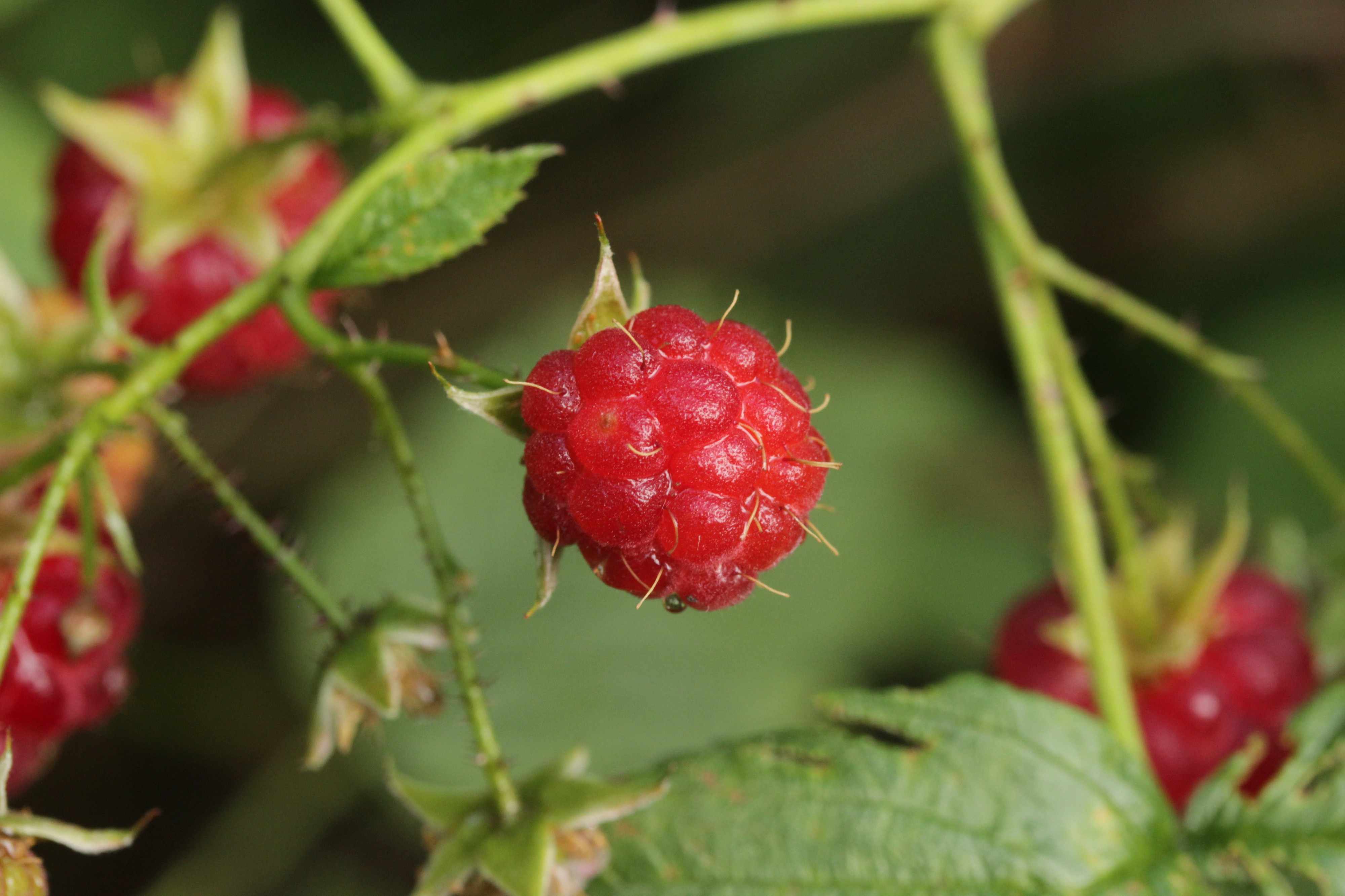 Red Raspberry - Rubus idaeus (36344052381)