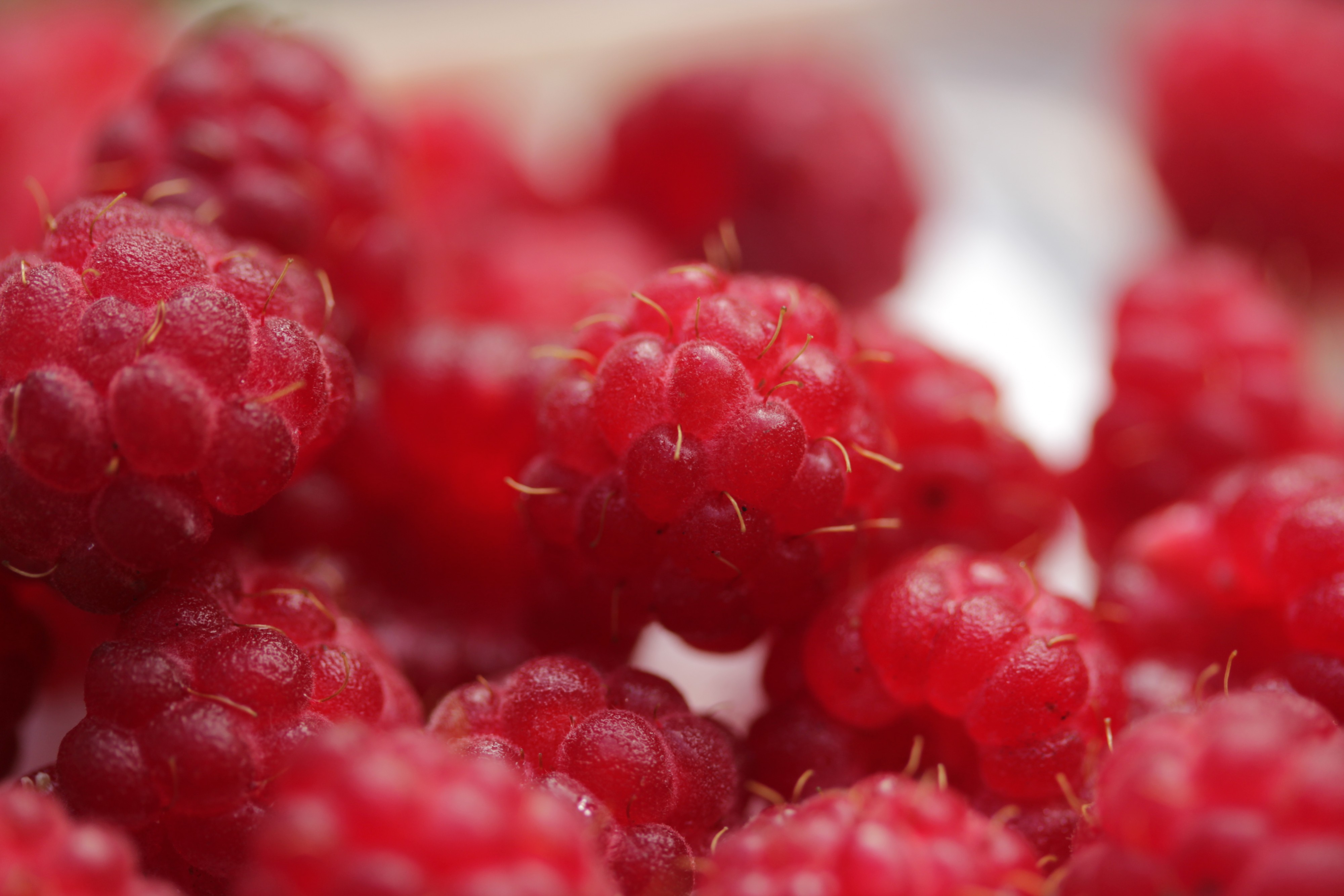 Red Raspberry - Rubus idaeus (36436657596)