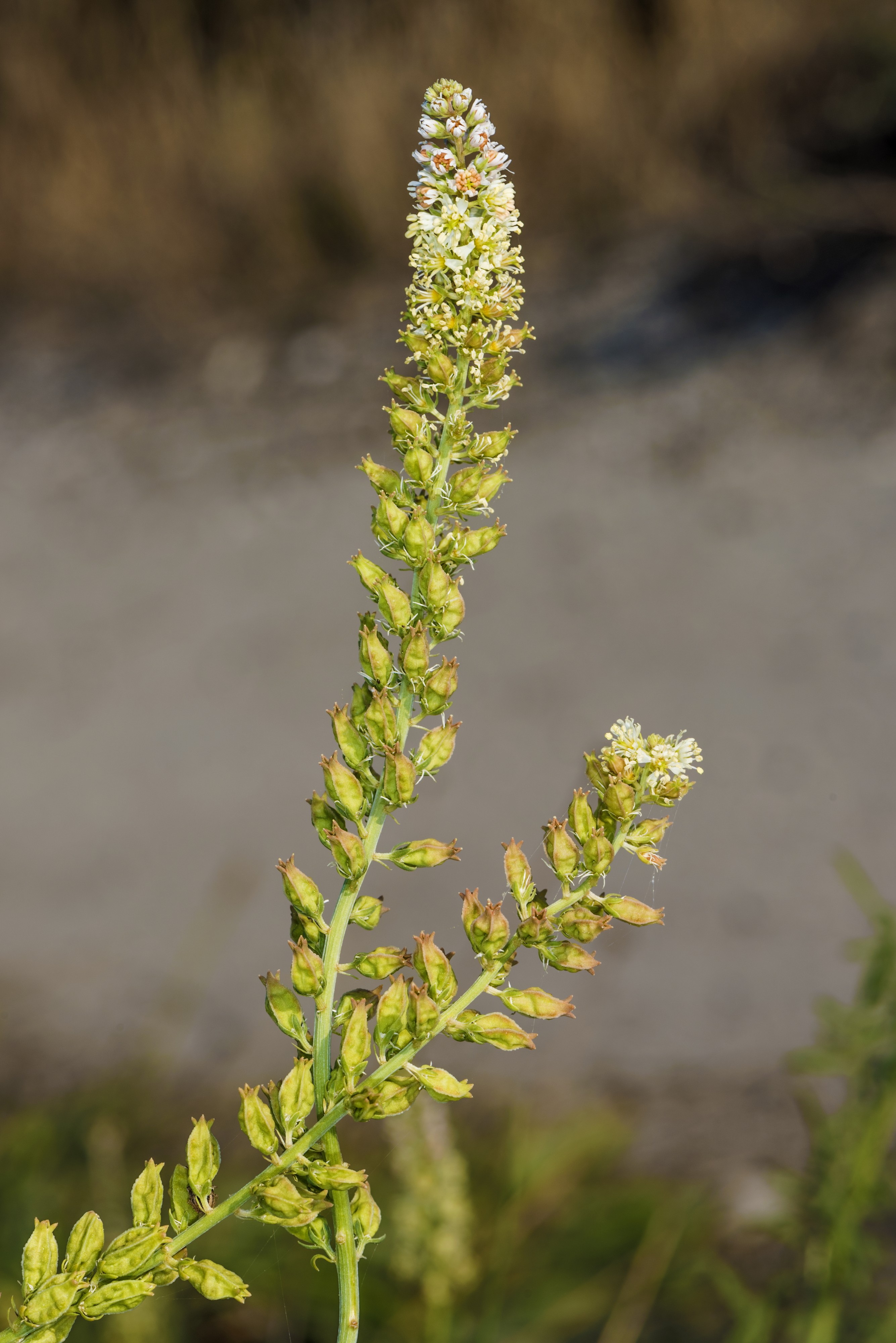 Reseda alba, Frontignan 01