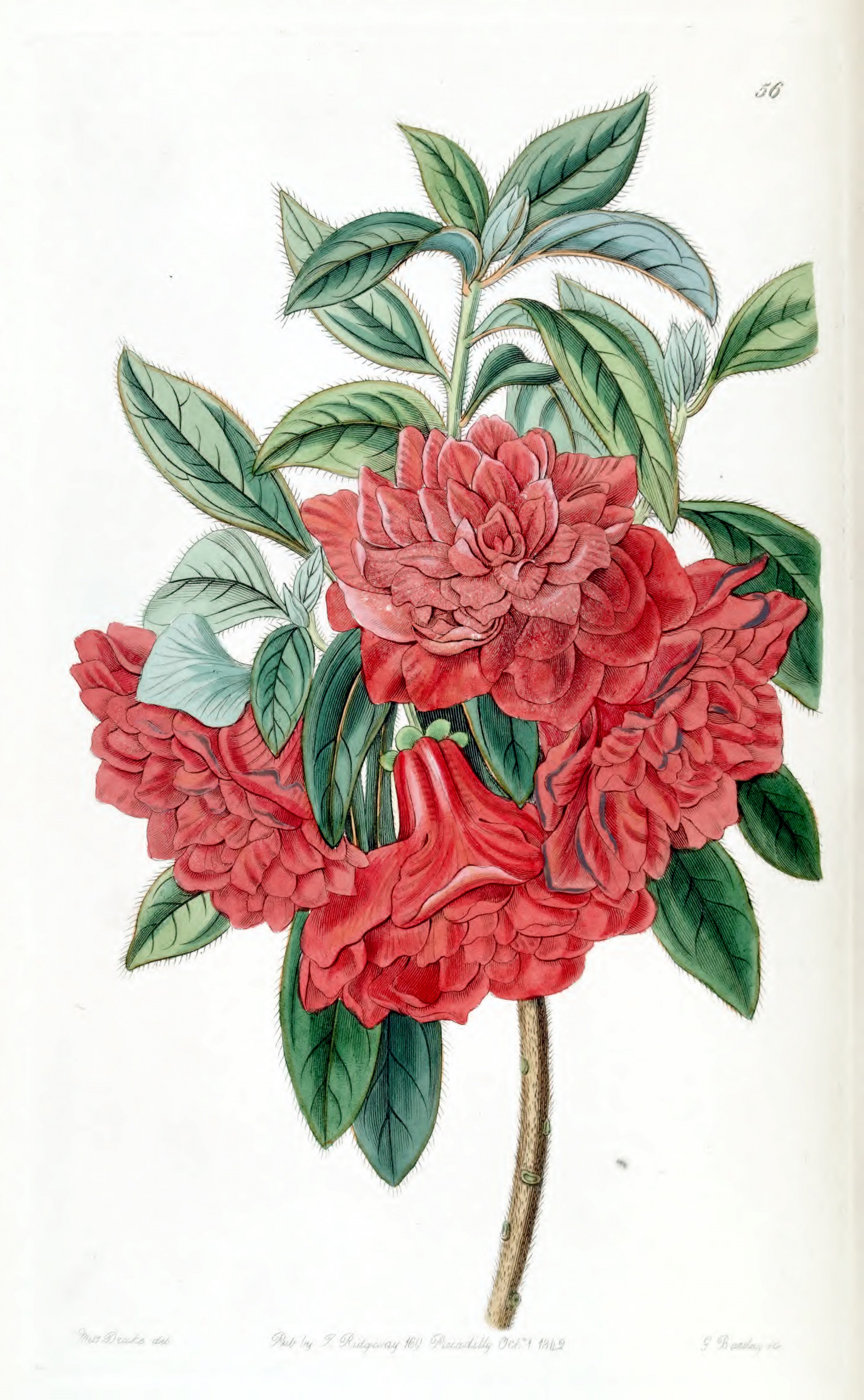Rhododendron hort. cv. double red by Sarah Ann Drake. Edwards's Botanical Register vol. 28- t. 56 (1842)