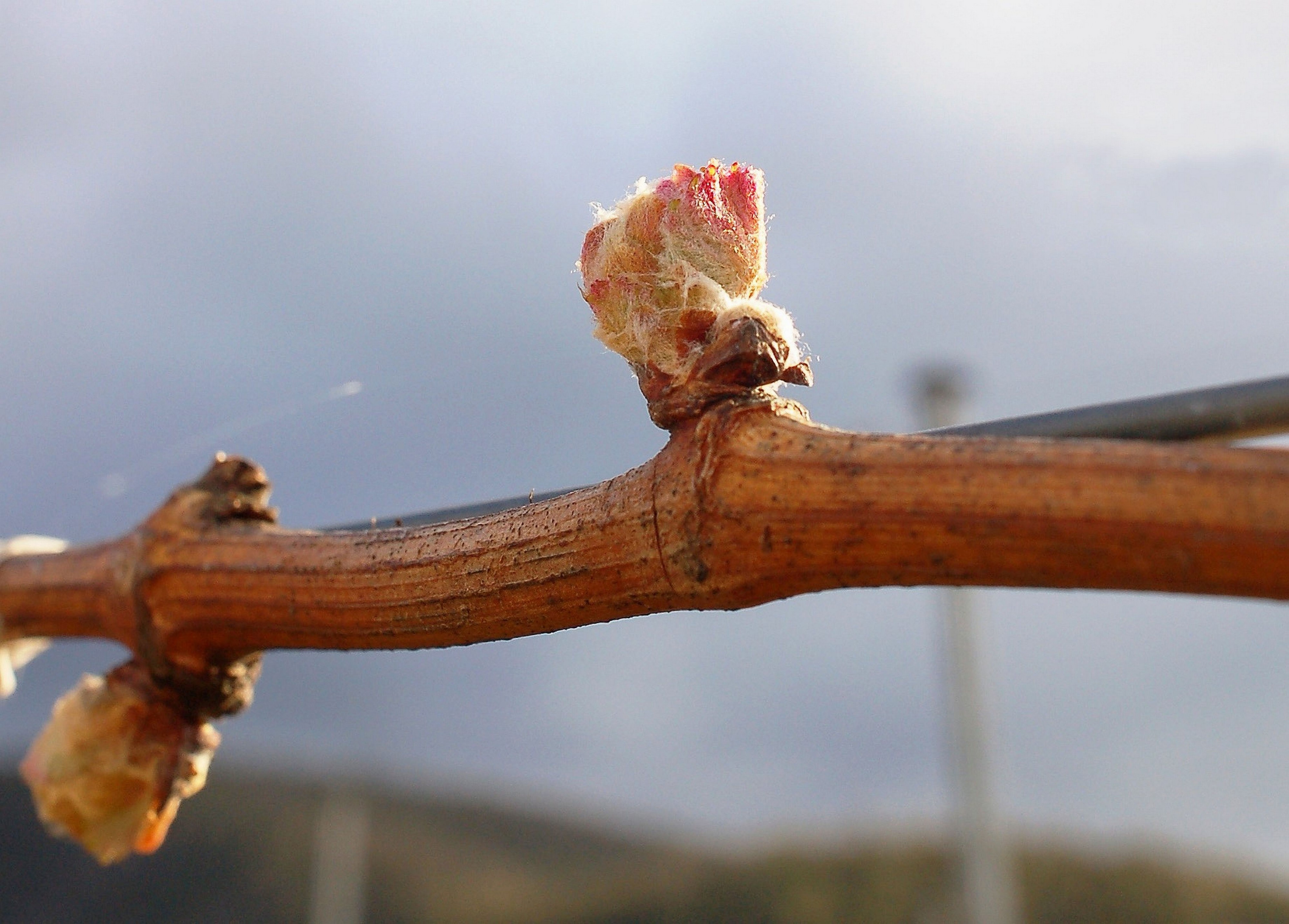 Riesling budburst Sept 2010