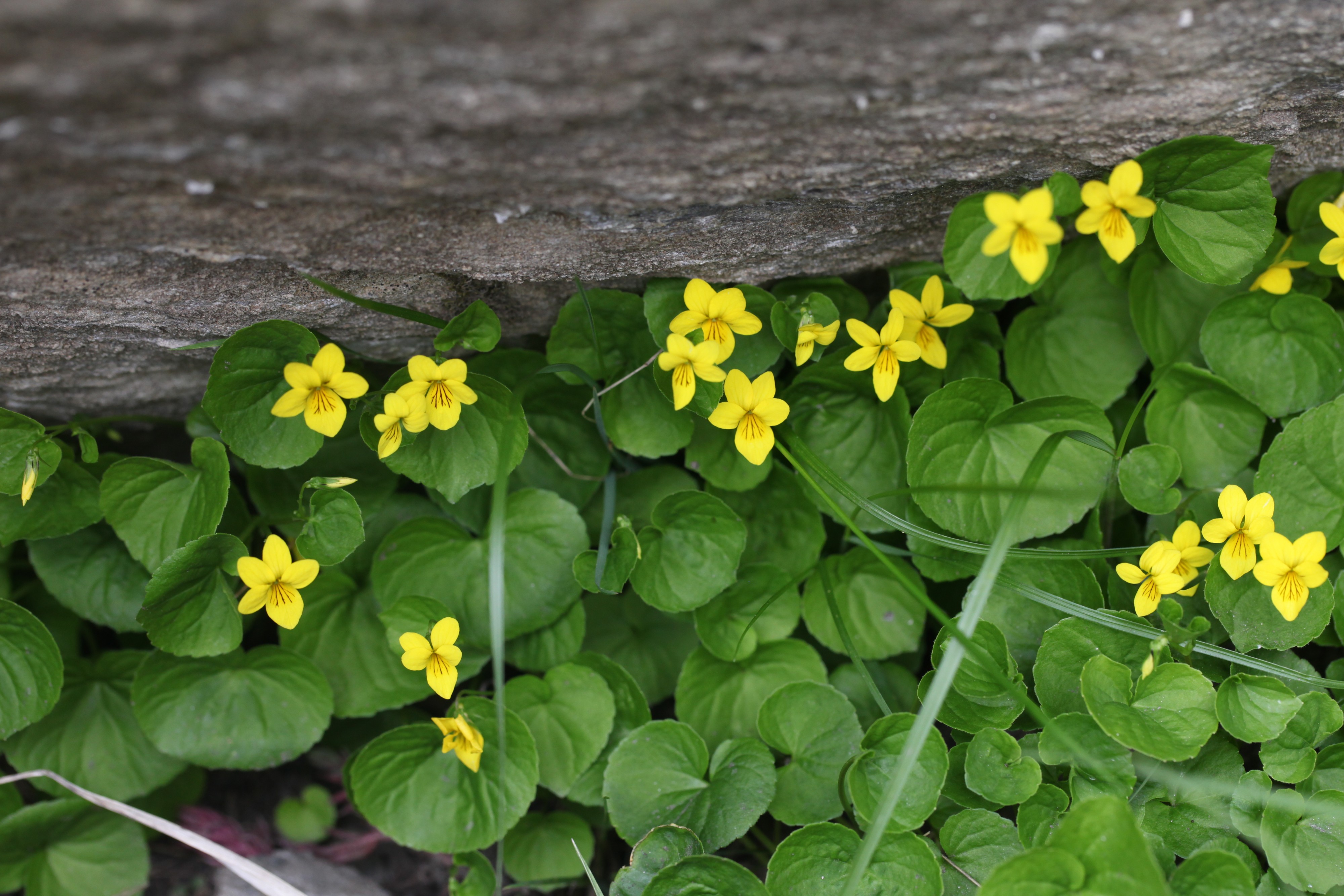 RNN Ristolas - Mont Viso, Viola biflora - img 43300