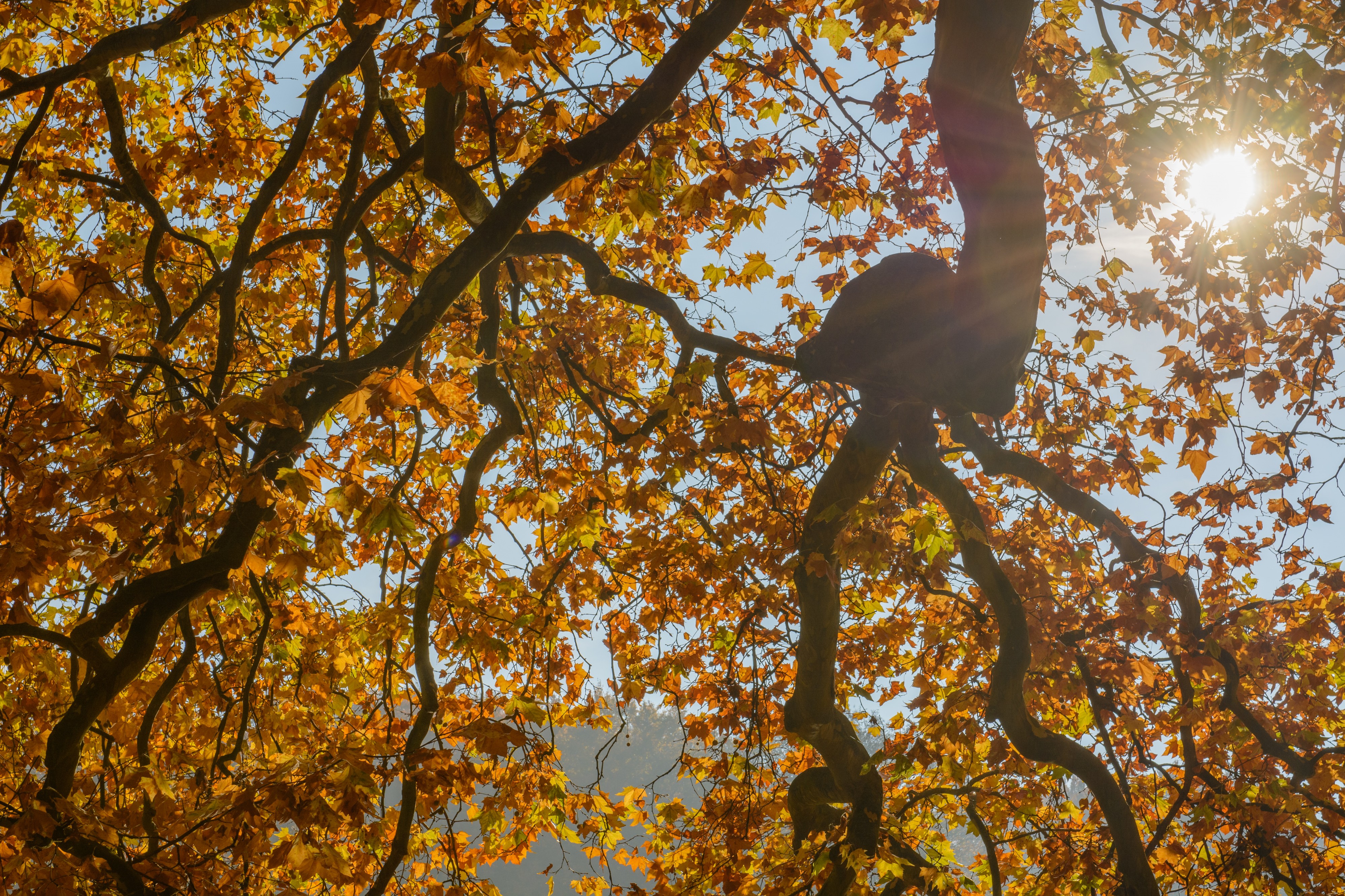 Rombergberg-Herbst-Gegenlicht-Aeste-2015