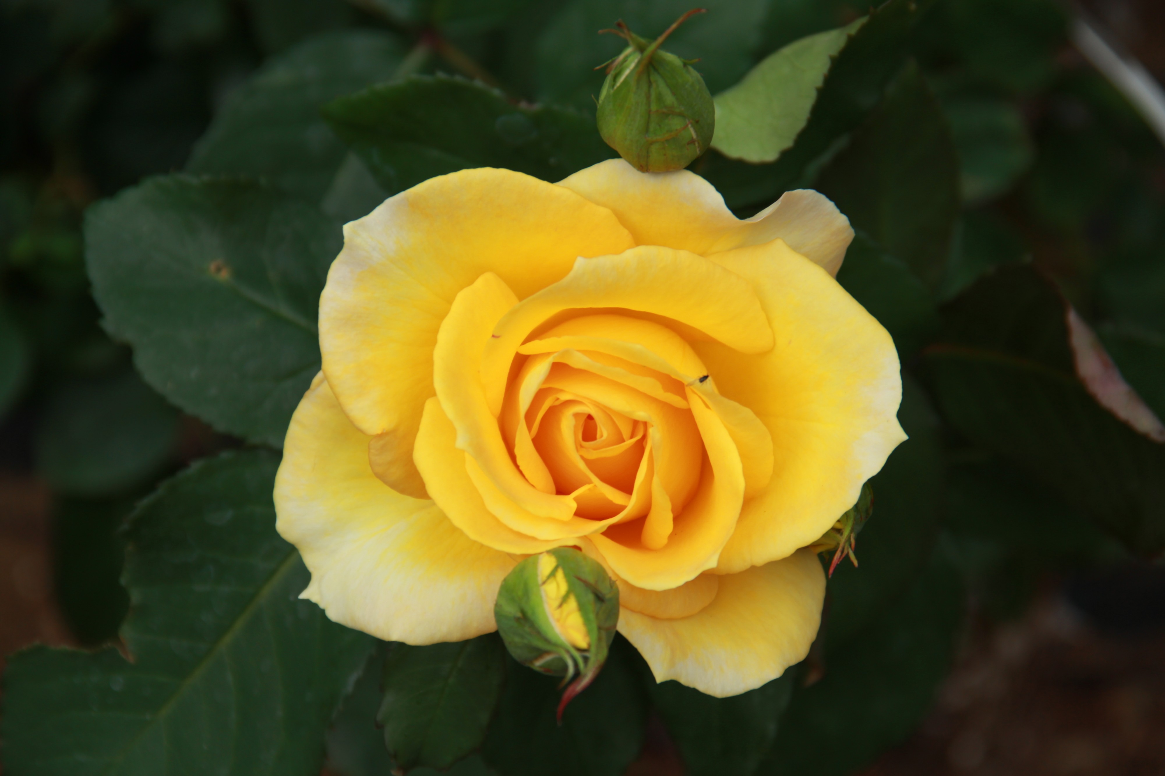 Rosa 'Inka'