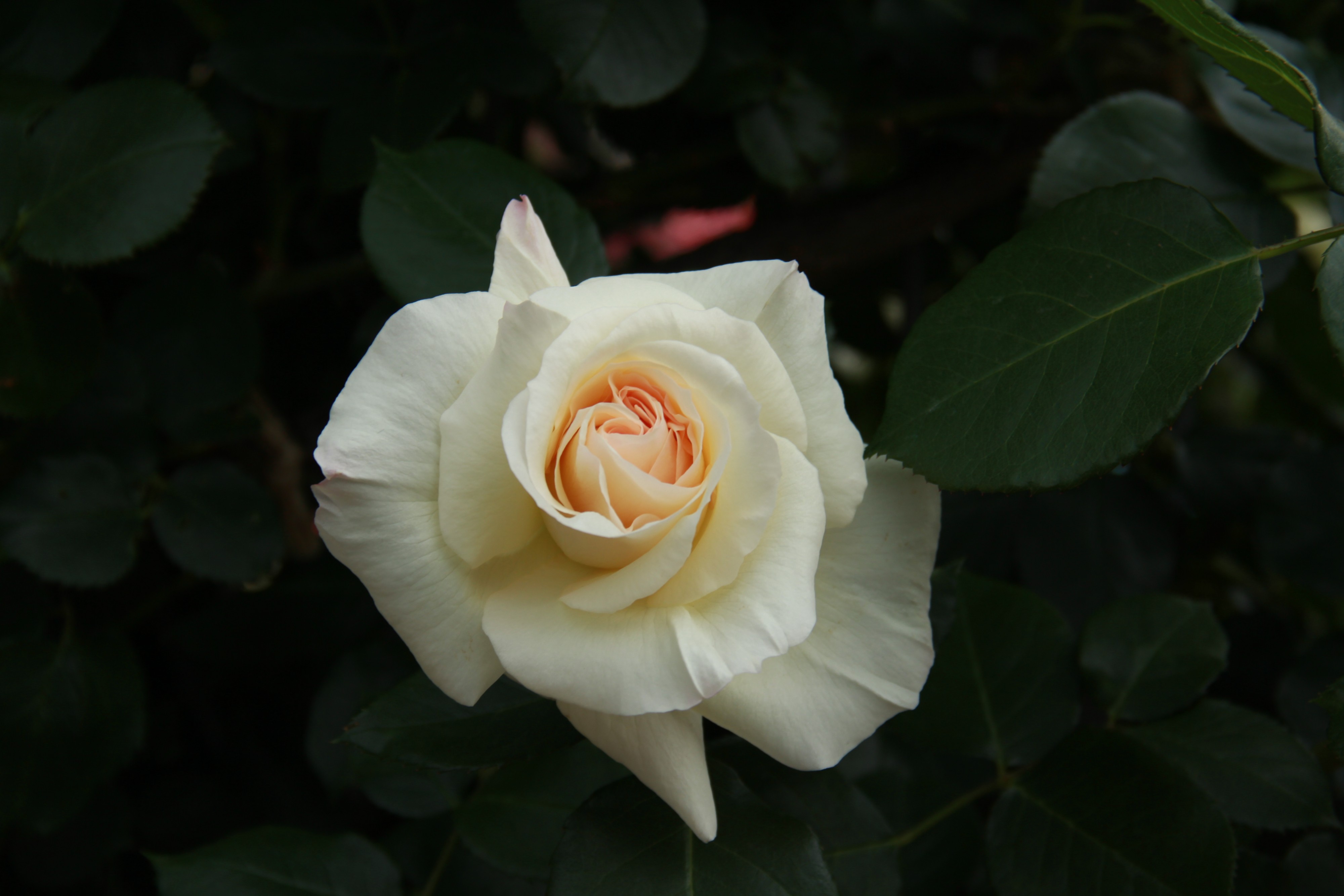 Rosa 'Schneewalzer'