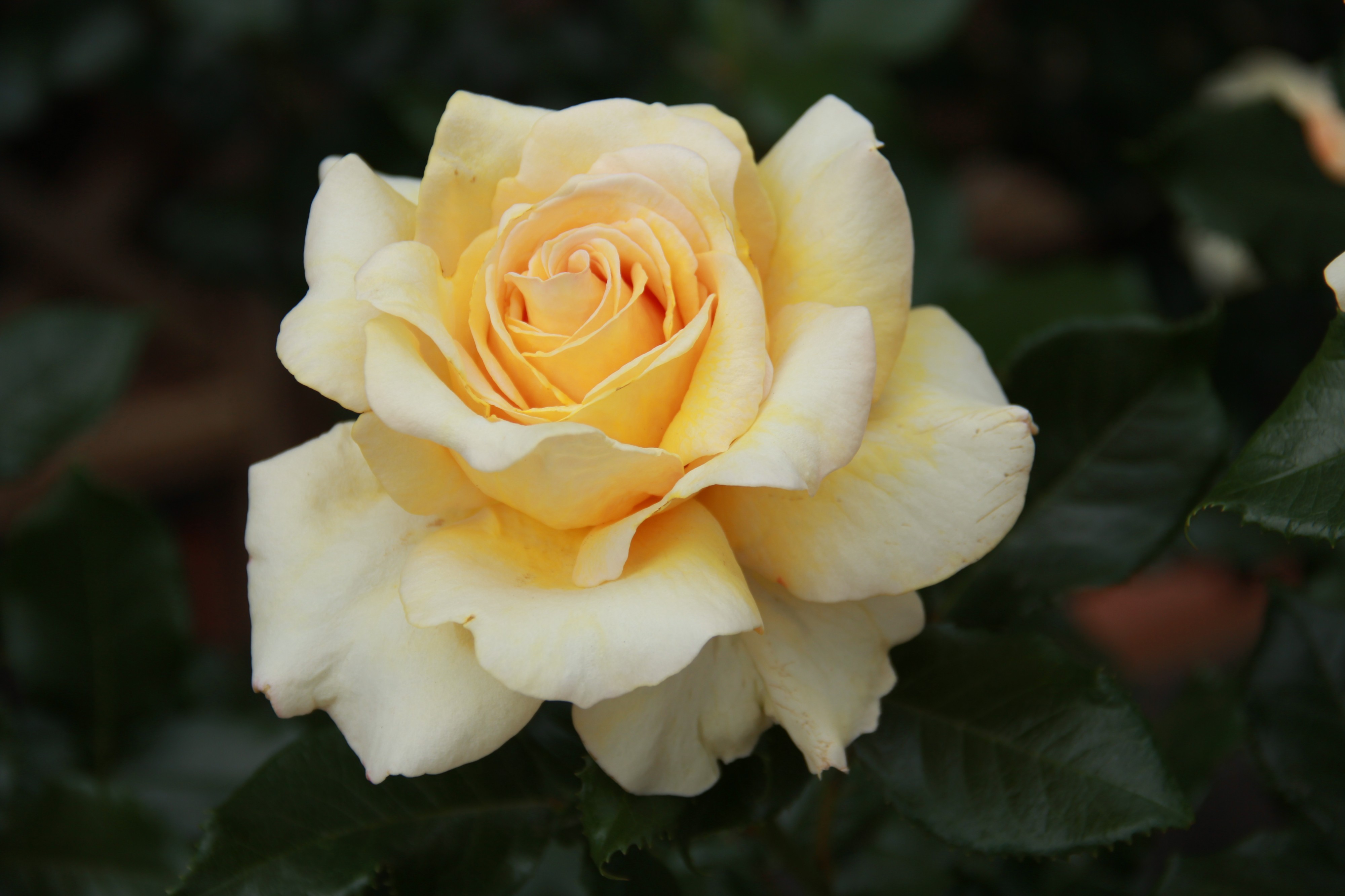 Rosa 'Something Special'