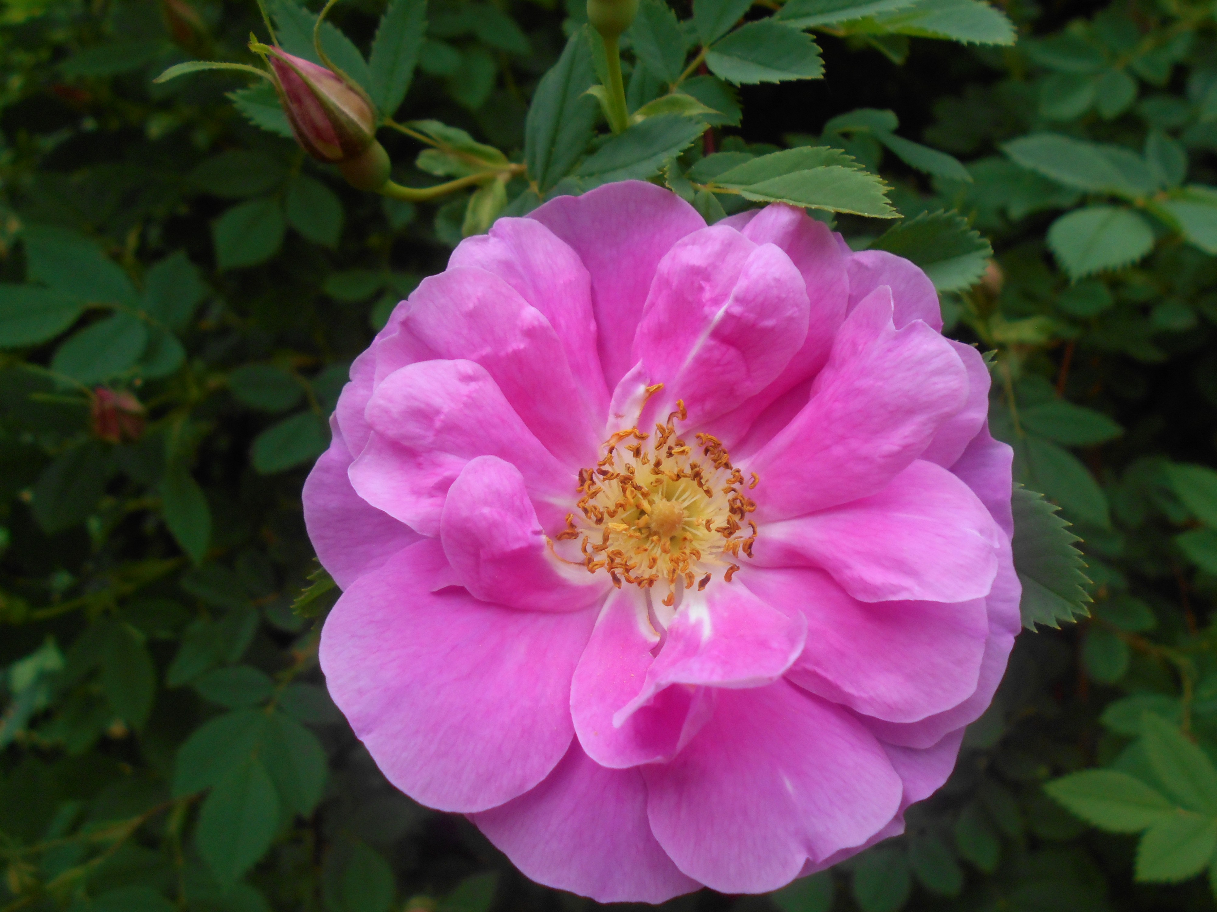 Rosa californica Plena 2016-05-31 2248