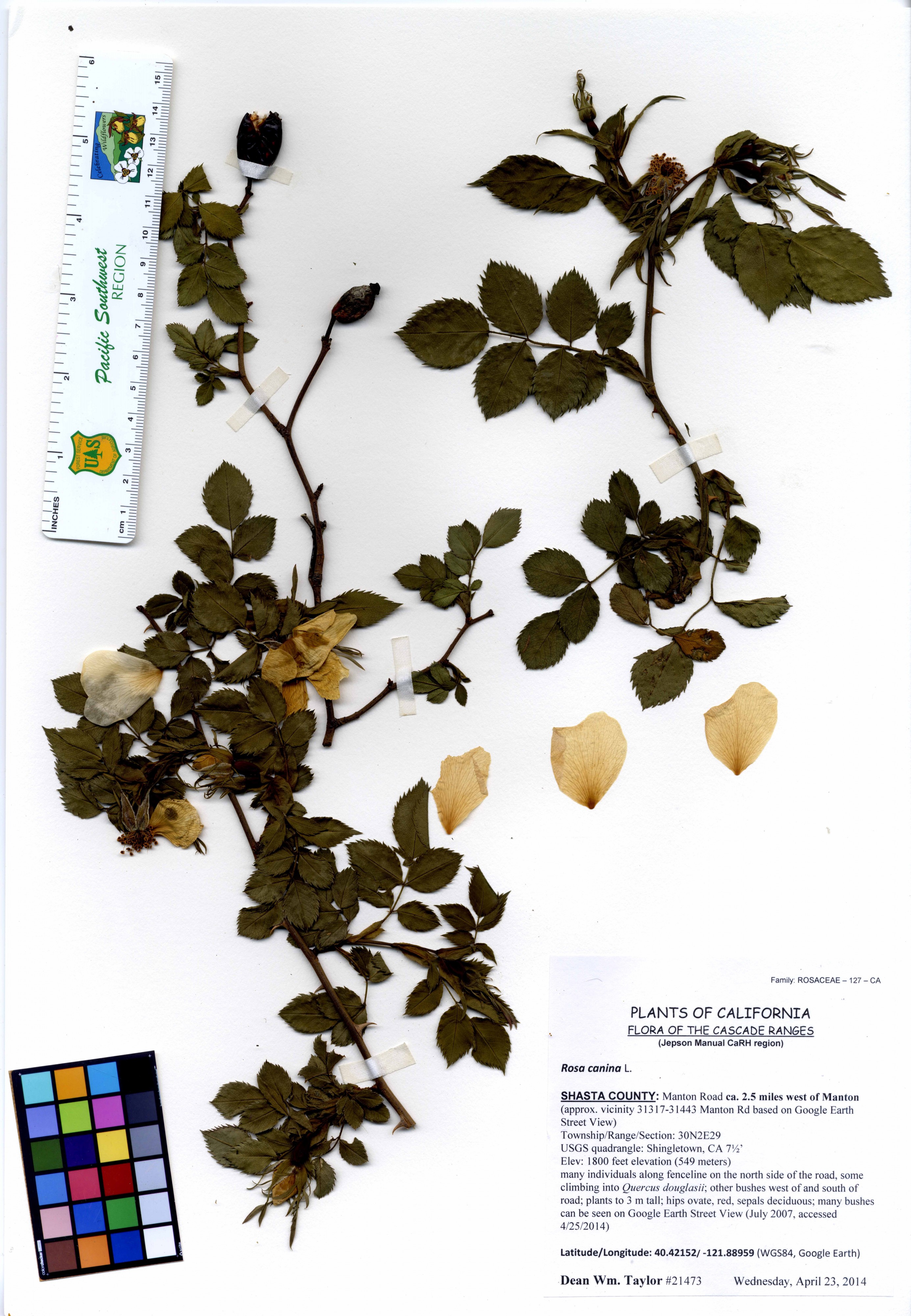 Rosa canina -21473 (22187882043)