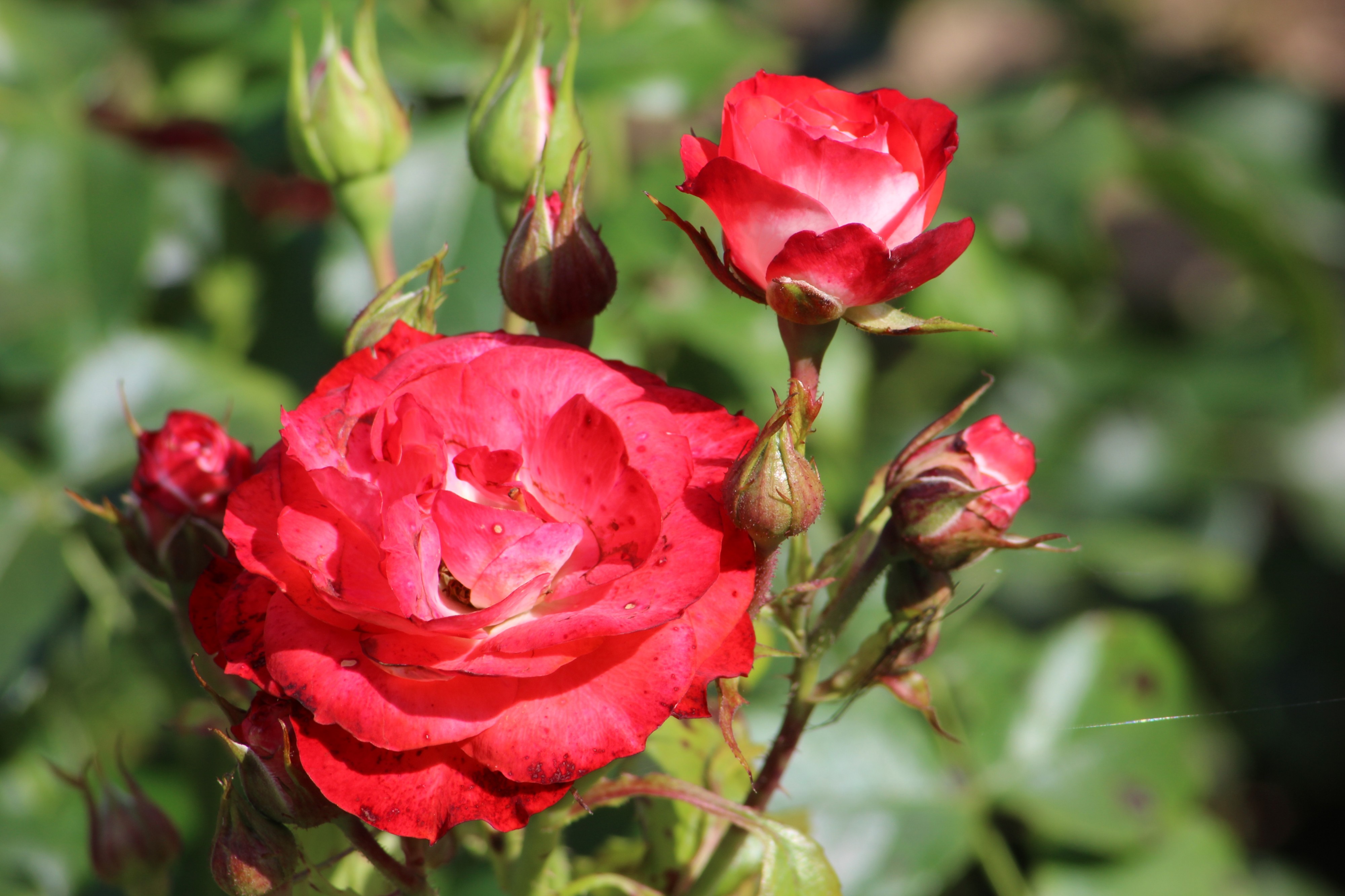 Roseceae Beet Rose Planeten on Blomen Zuechter Kordes 2008