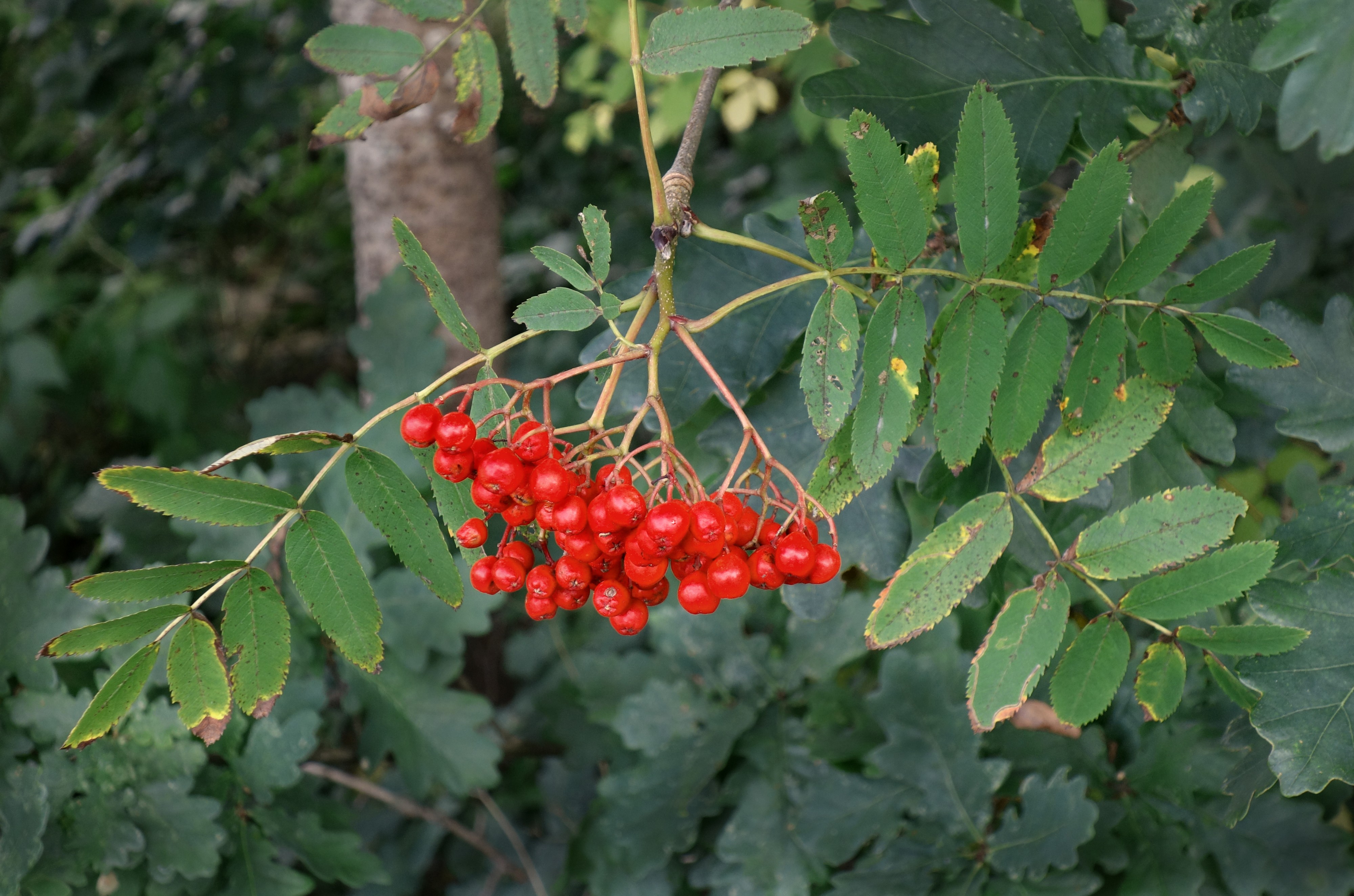 Rowan berries and leaves in August