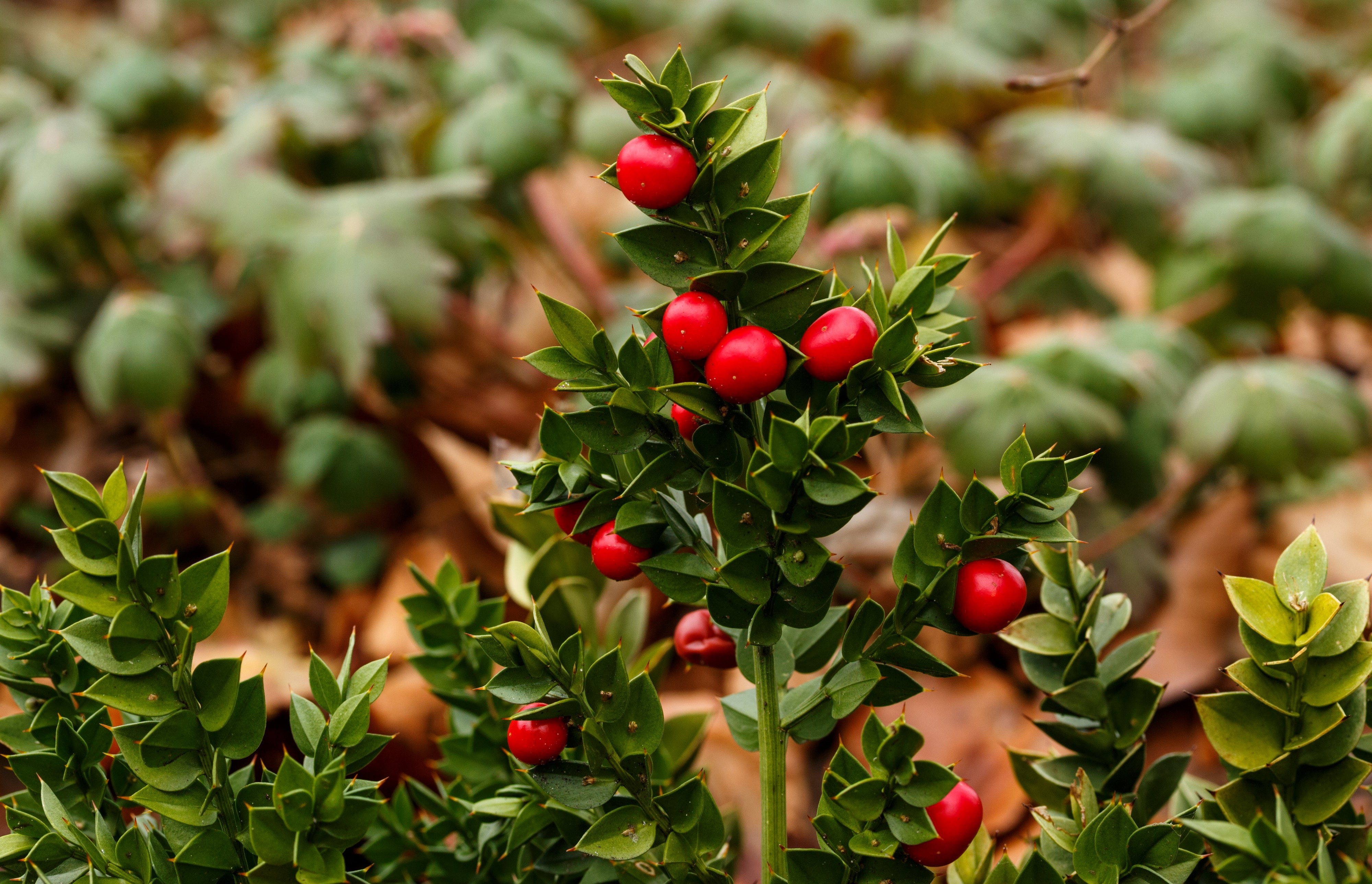 Ruscus aculeatus 'John Redmond'. Locatie, Tuinreservaat Jonkervallei 04