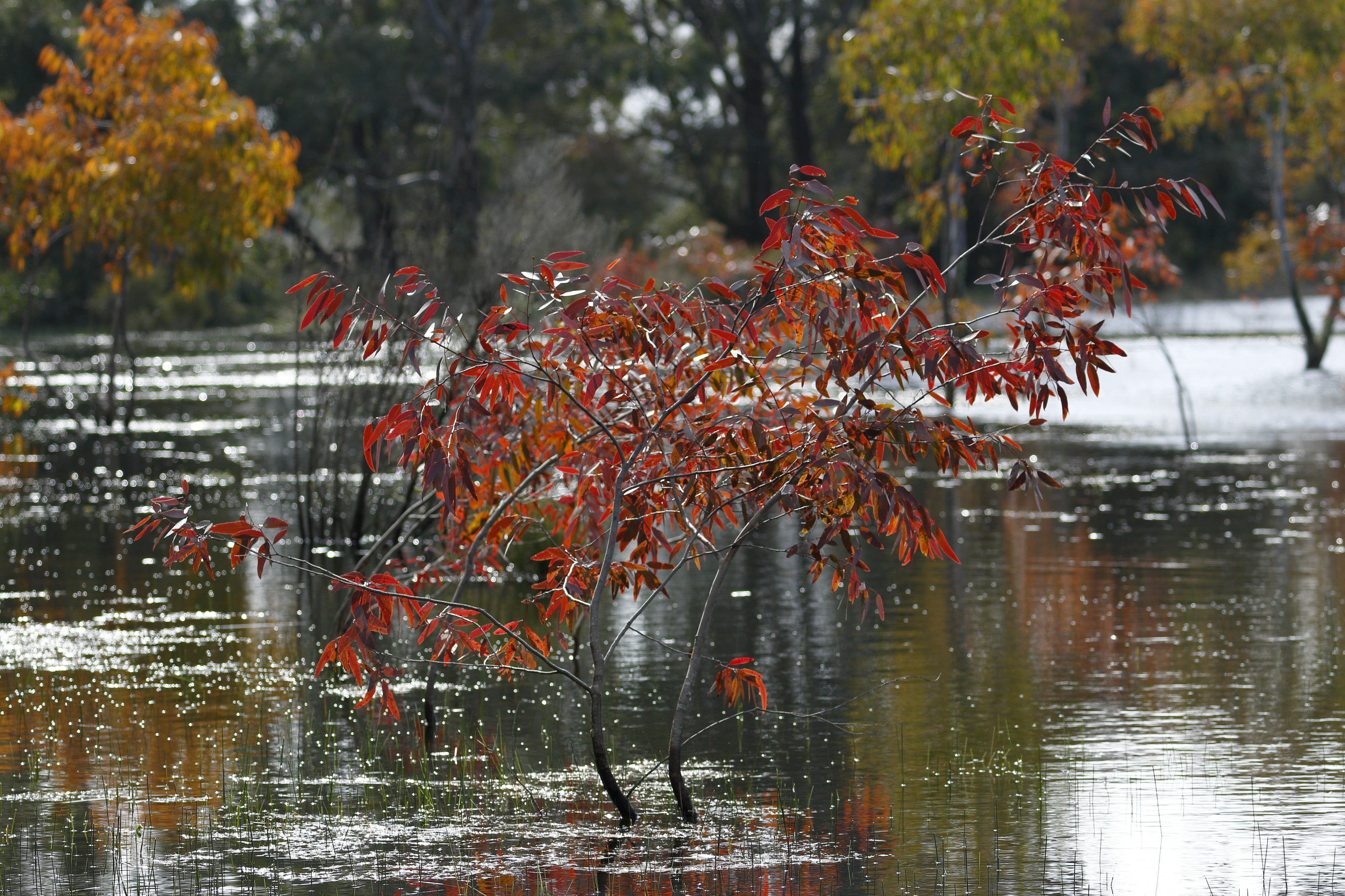 Saplings