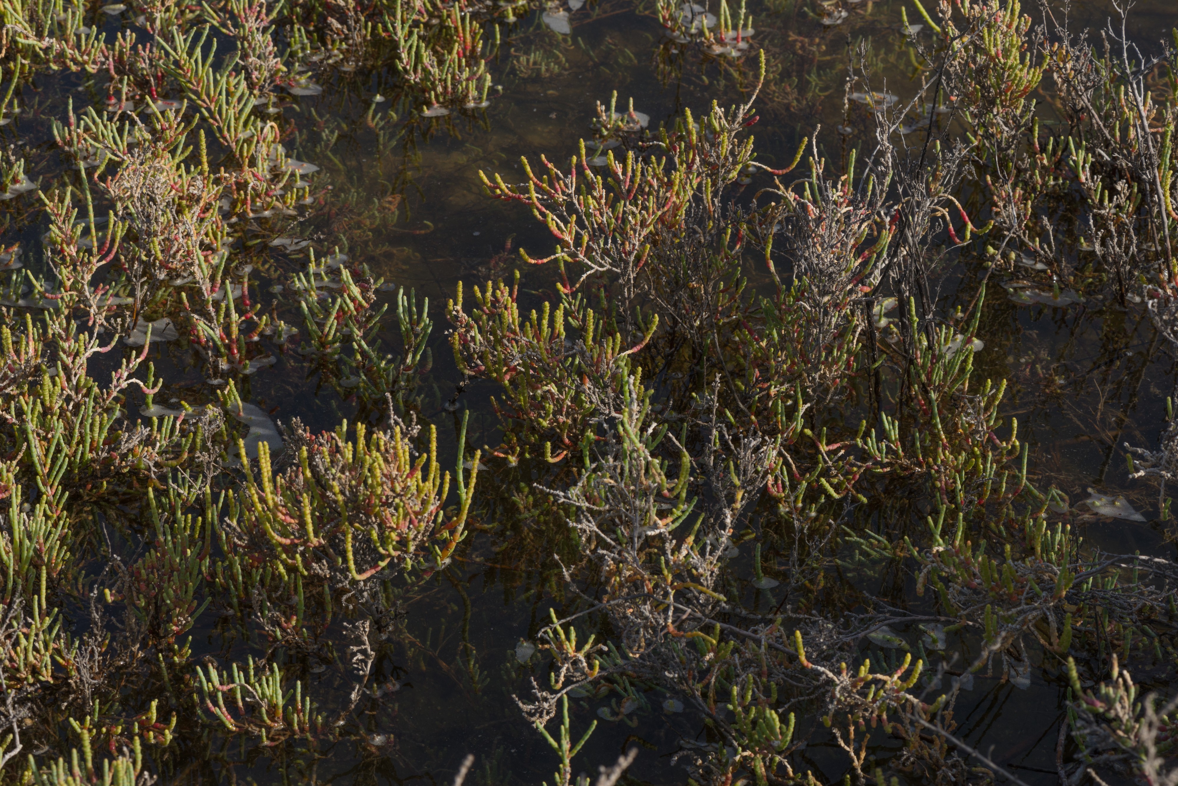 Sarcocornia fruticosa, Sète 02