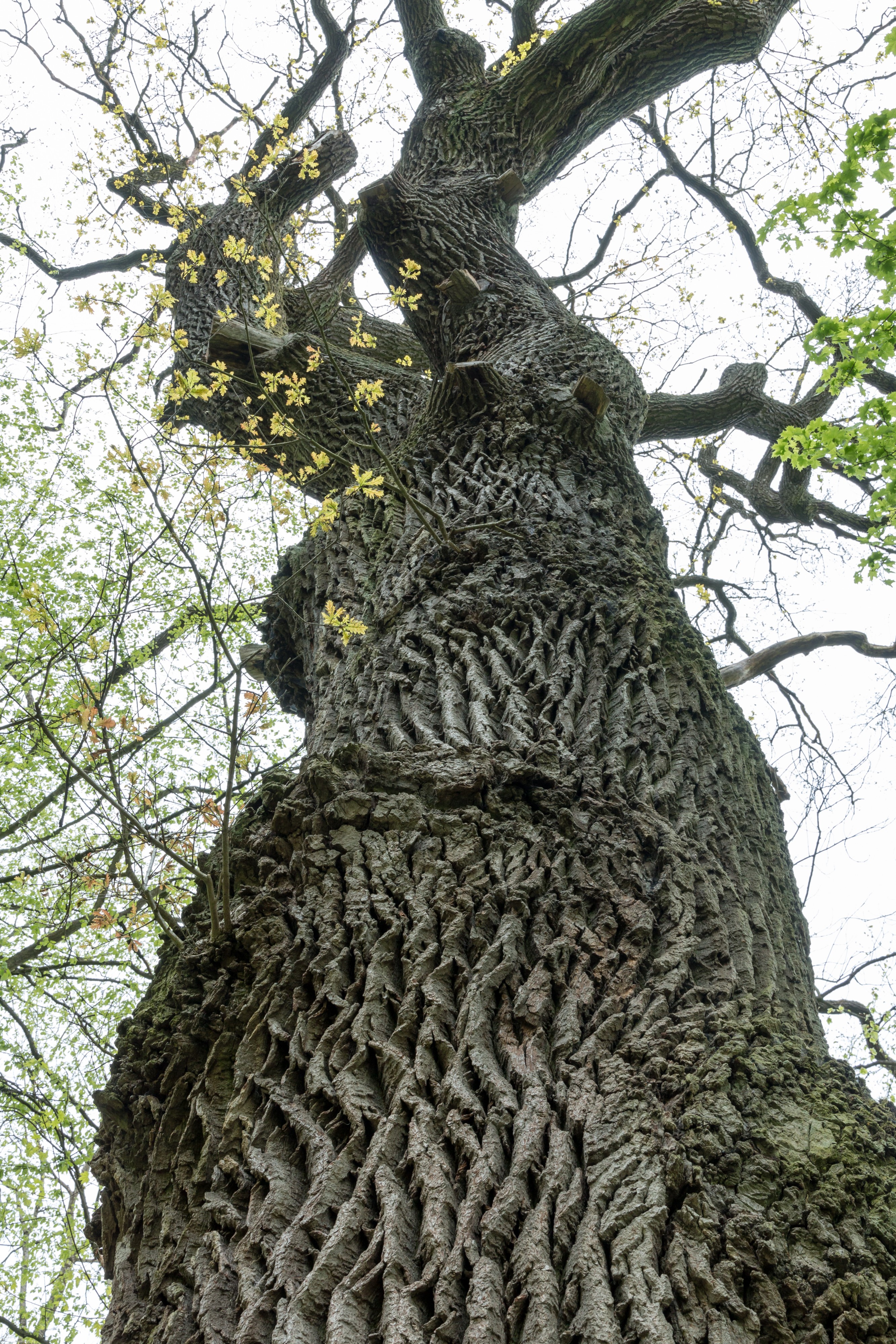 Schönstedt, Nationalpark Hainich, Kolumbuseiche -- 2017 -- 0187