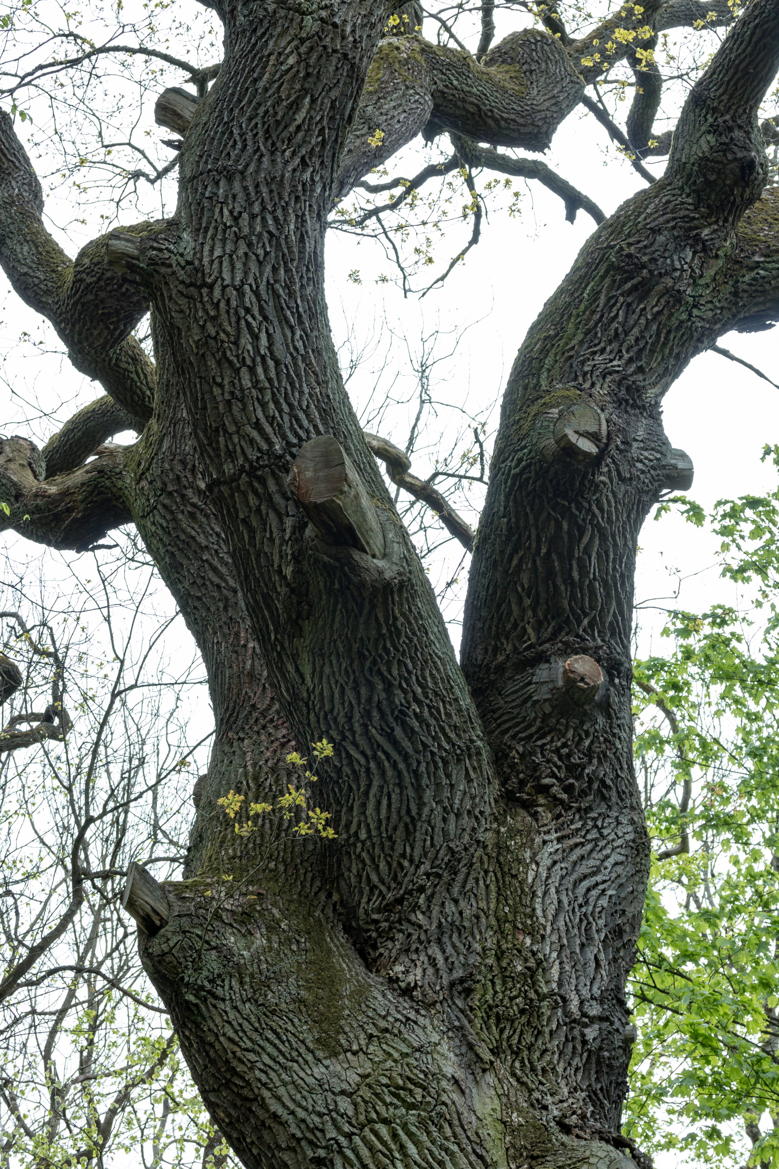 Schönstedt, Nationalpark Hainich, Kolumbuseiche -- 2017 -- 0228