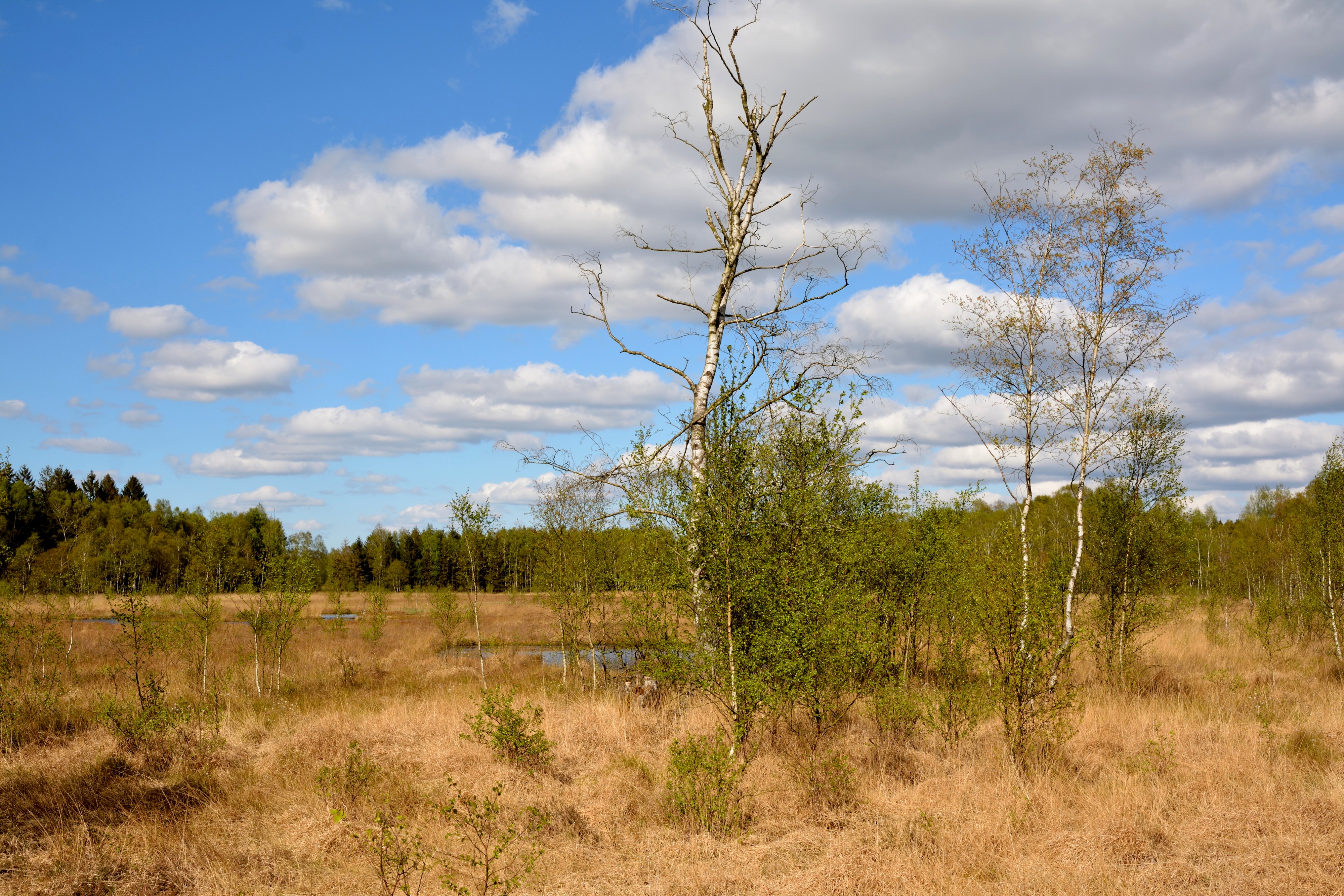 Schleswig-Holstein, Bad Bramstedt, Katenmoor NIK 5985