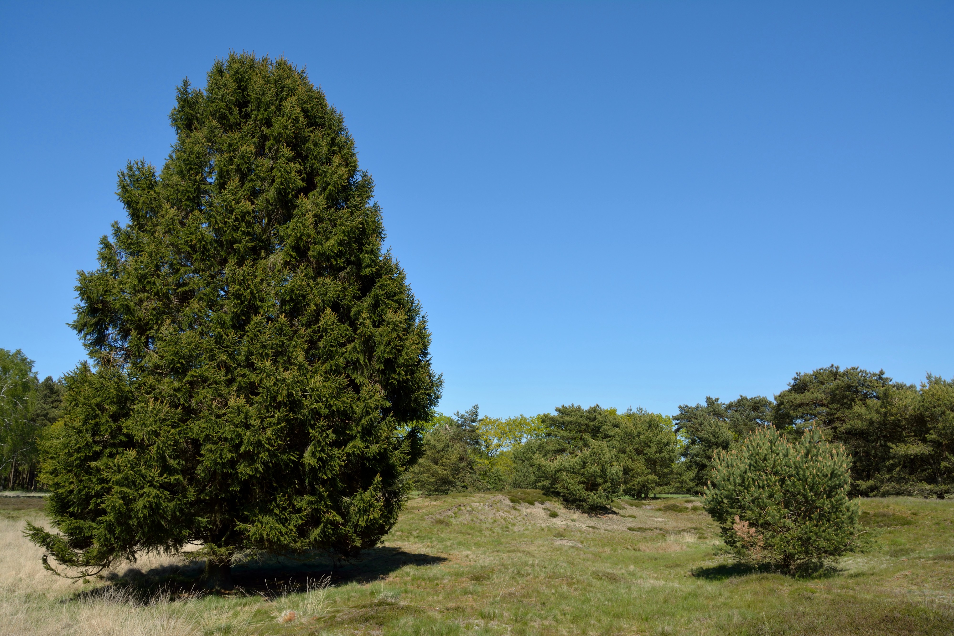 Schleswig-Holstein, Bark, Naturschutzgebiet 30 NIK 4209
