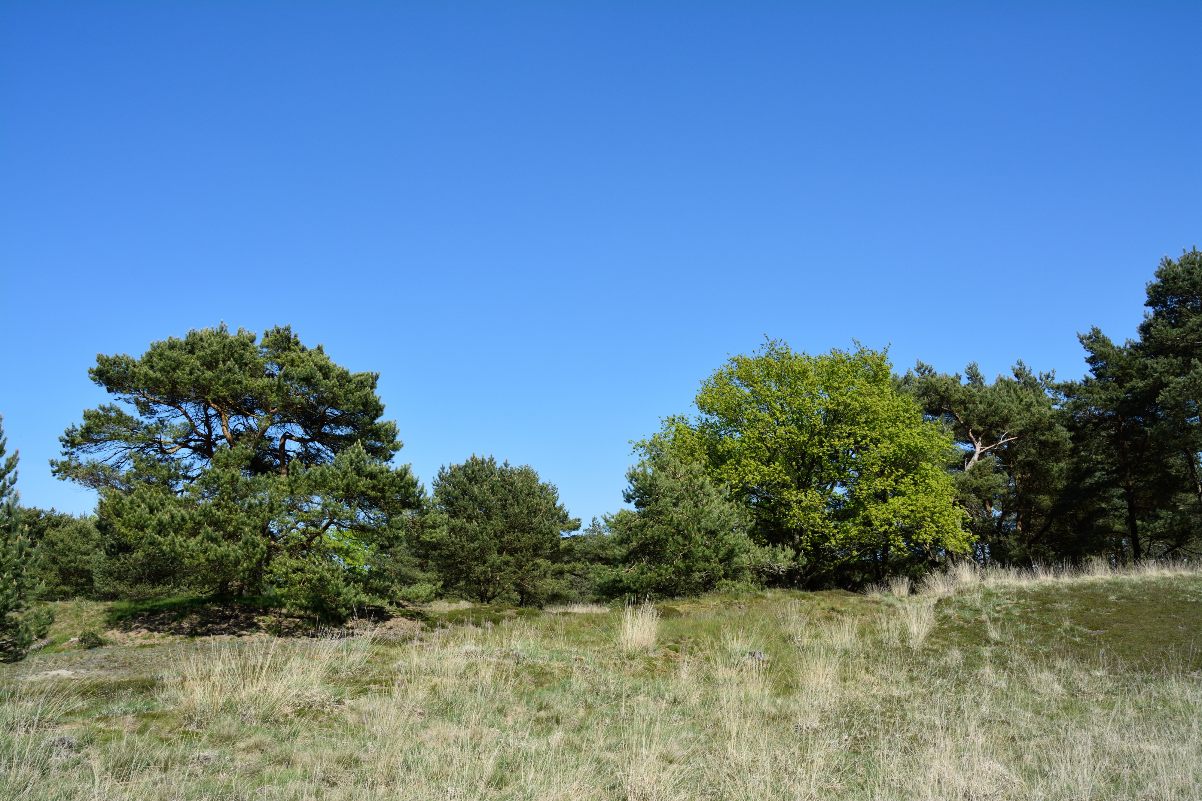 Schleswig-Holstein, Bark, Naturschutzgebiet 30 NIK 4211