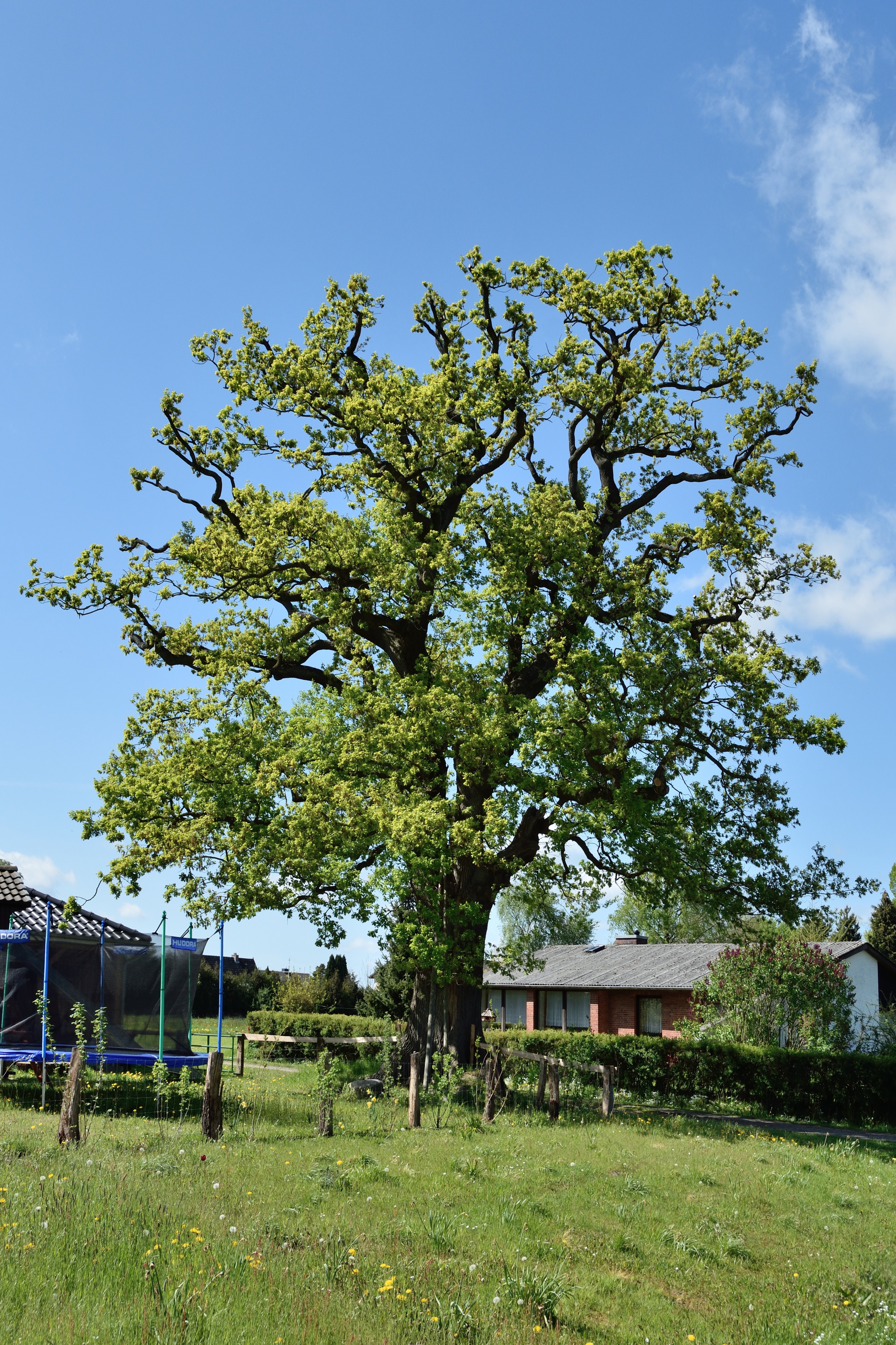 Schleswig-Holstein, Borstel-Hohenraden, Naturdenkmal 36-03 NIK 3350