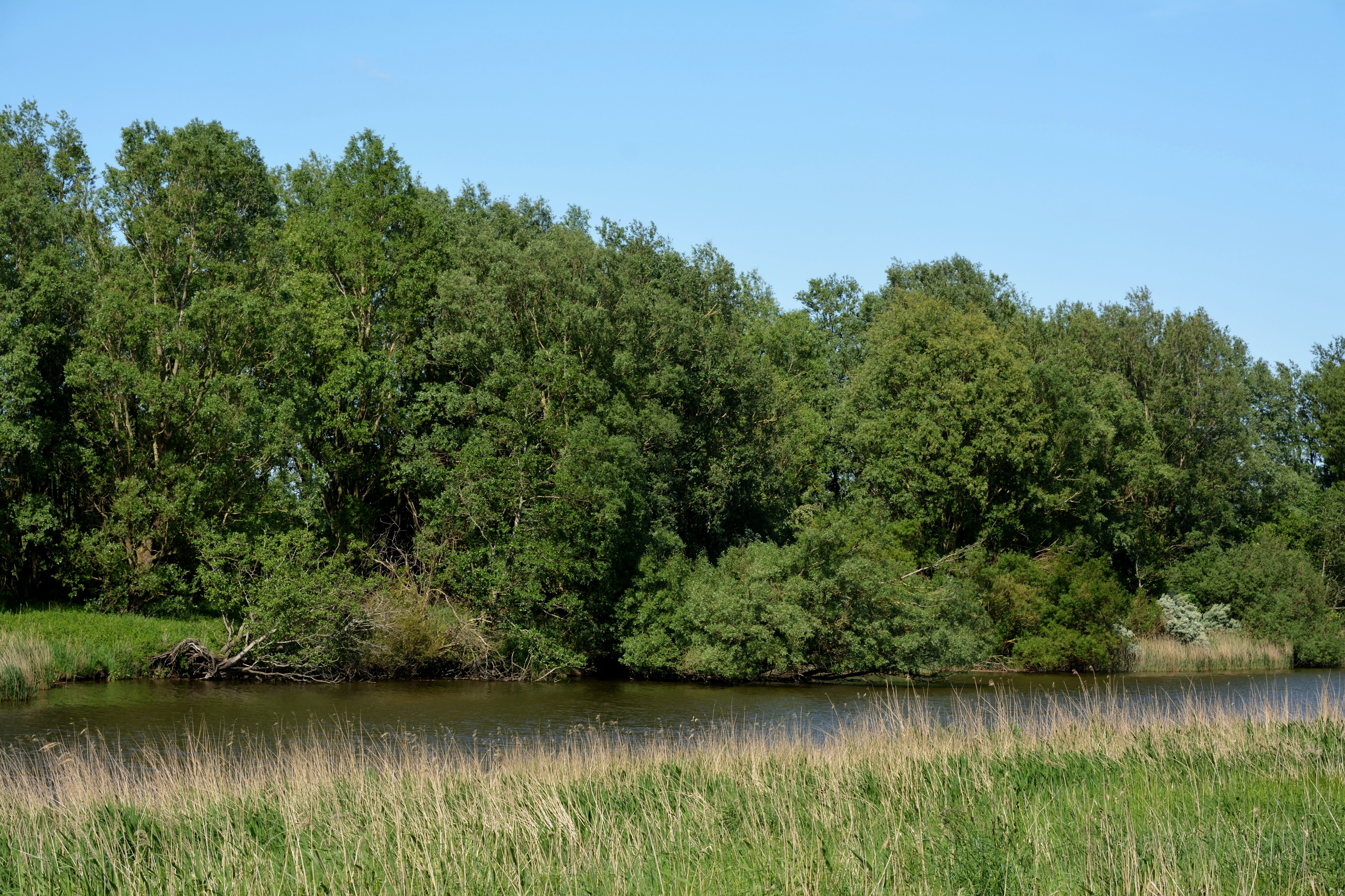 Schleswig-Holstein, Dithmarschen, Landschaftsschutzgebiet Speicherkoog Dithmarschen (Nordkoog) NIK 2920