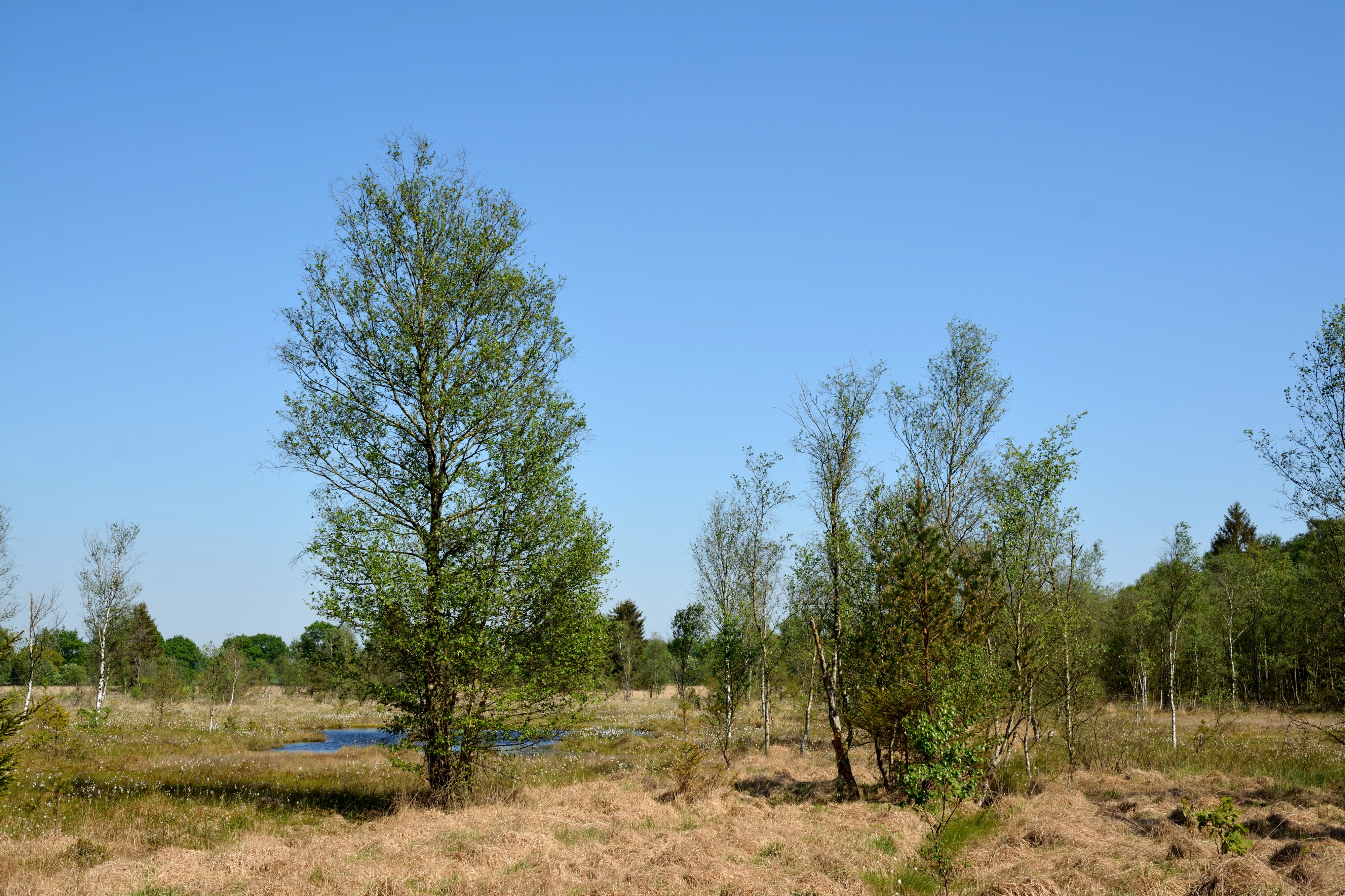 Schleswig-Holstein, Krumstedt, Landschaftsschutzgebiet Landschaftliches Hochmoor NIK 2415