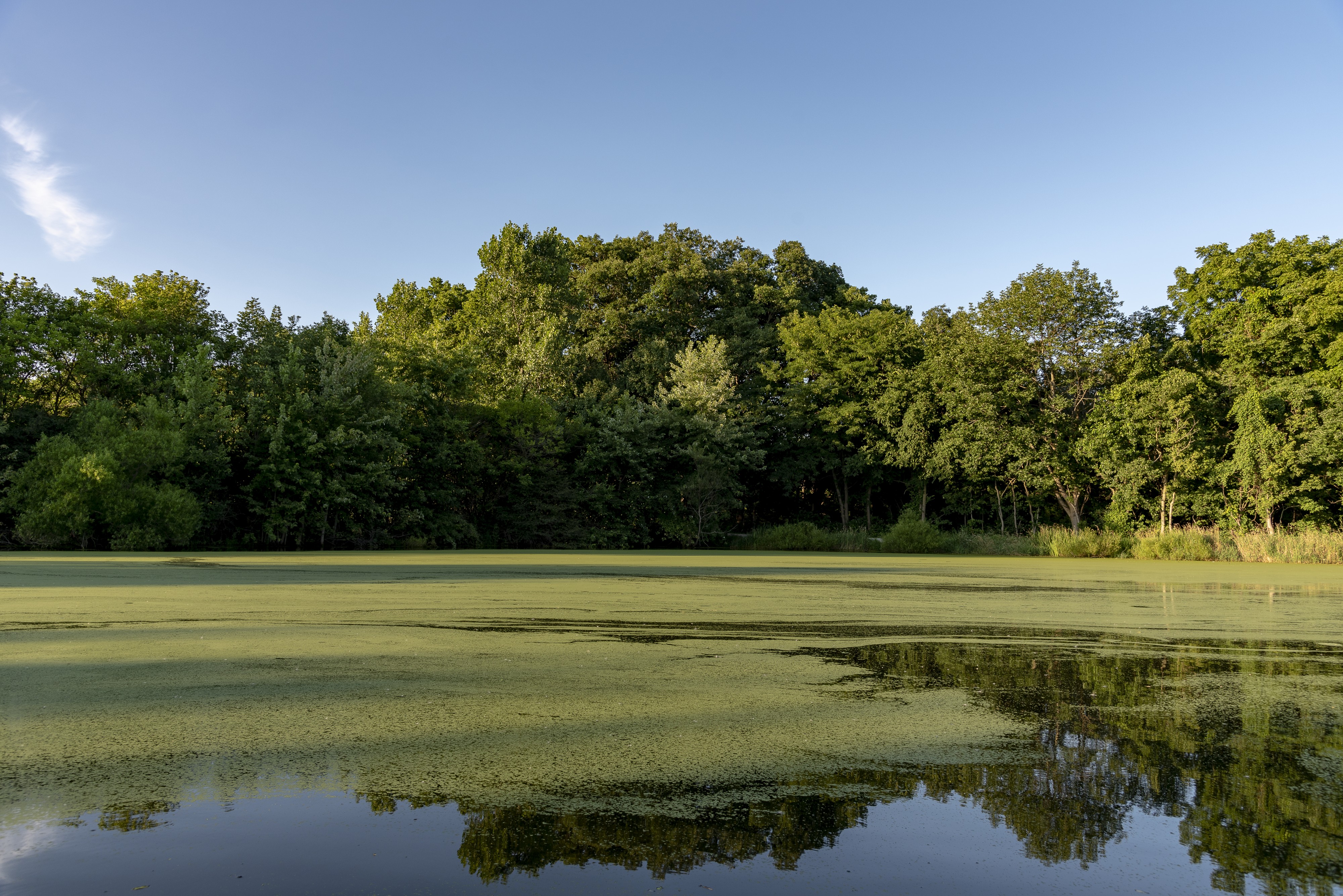 Scioto Grove - Hickory Picnic Area Pond 1