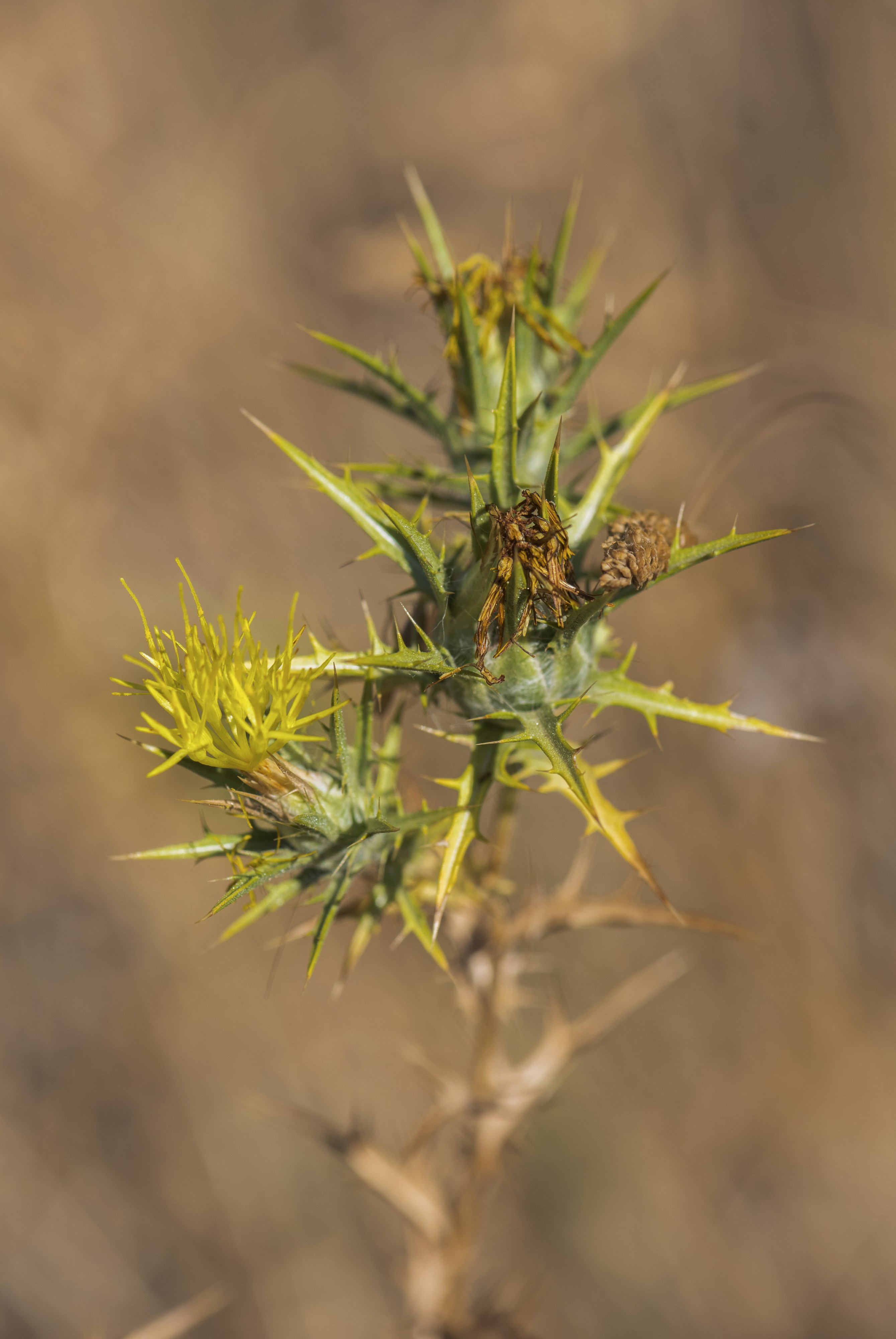 Scolymus hispanicus, Clermont-l'Hérault cf01