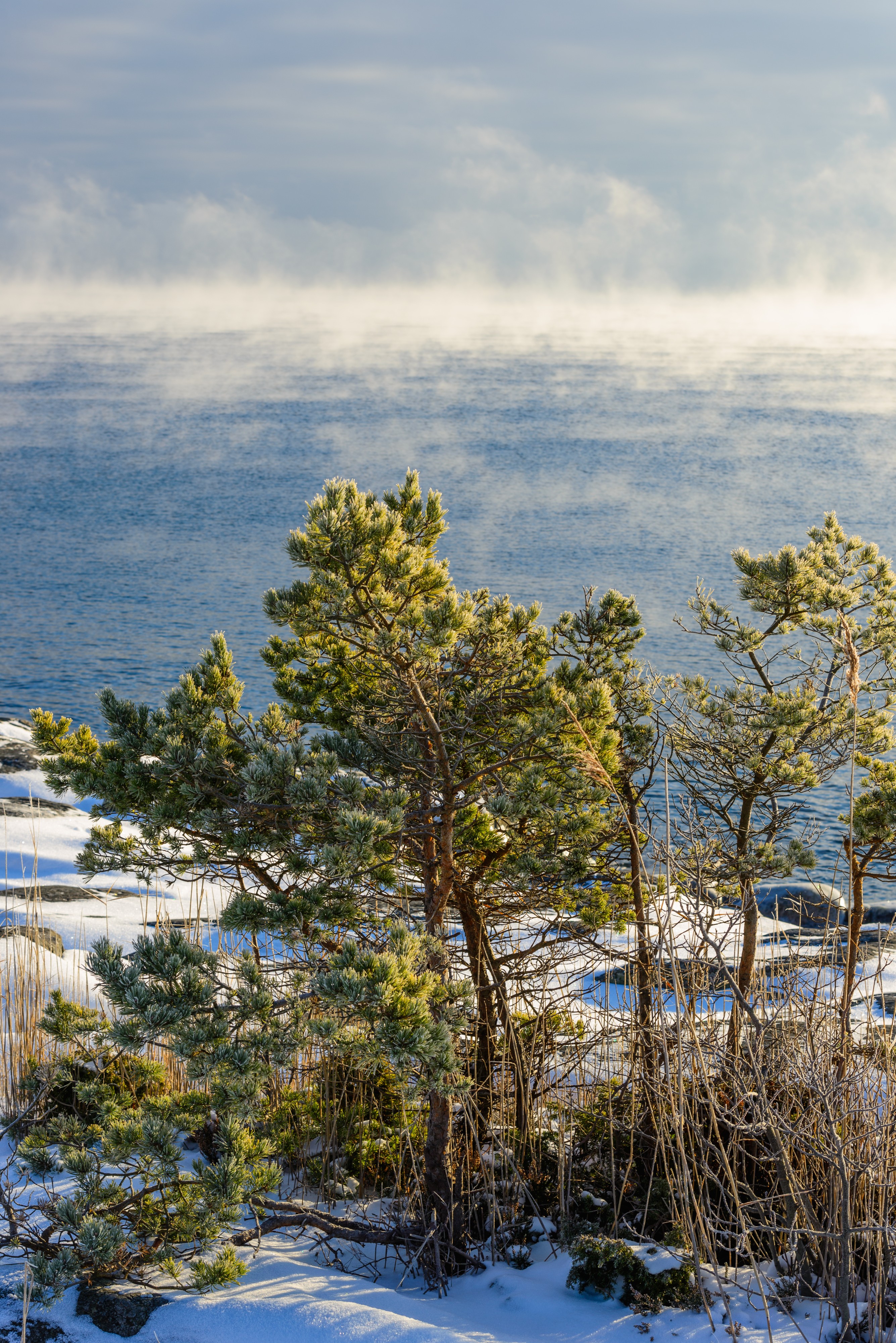 Scots Pin Utö, January 2013