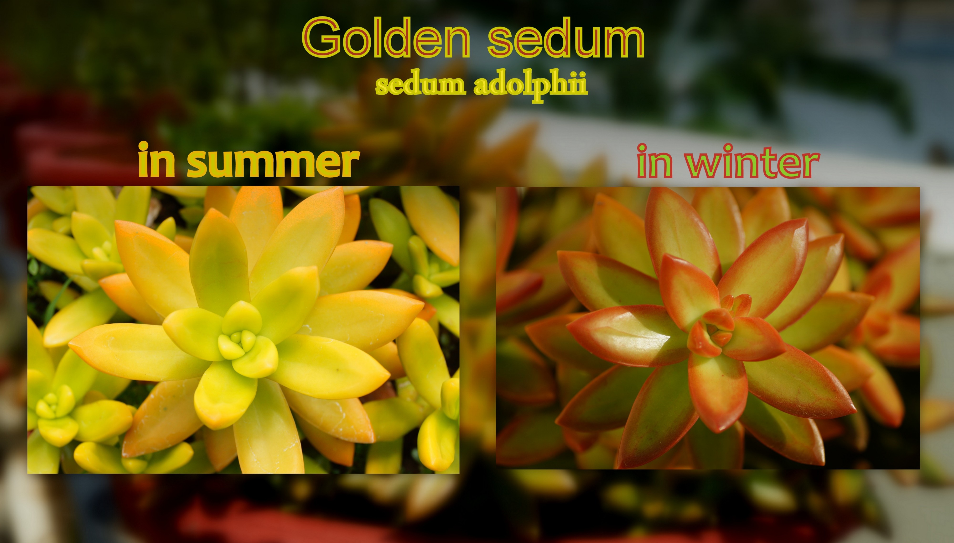 Sedum colour change