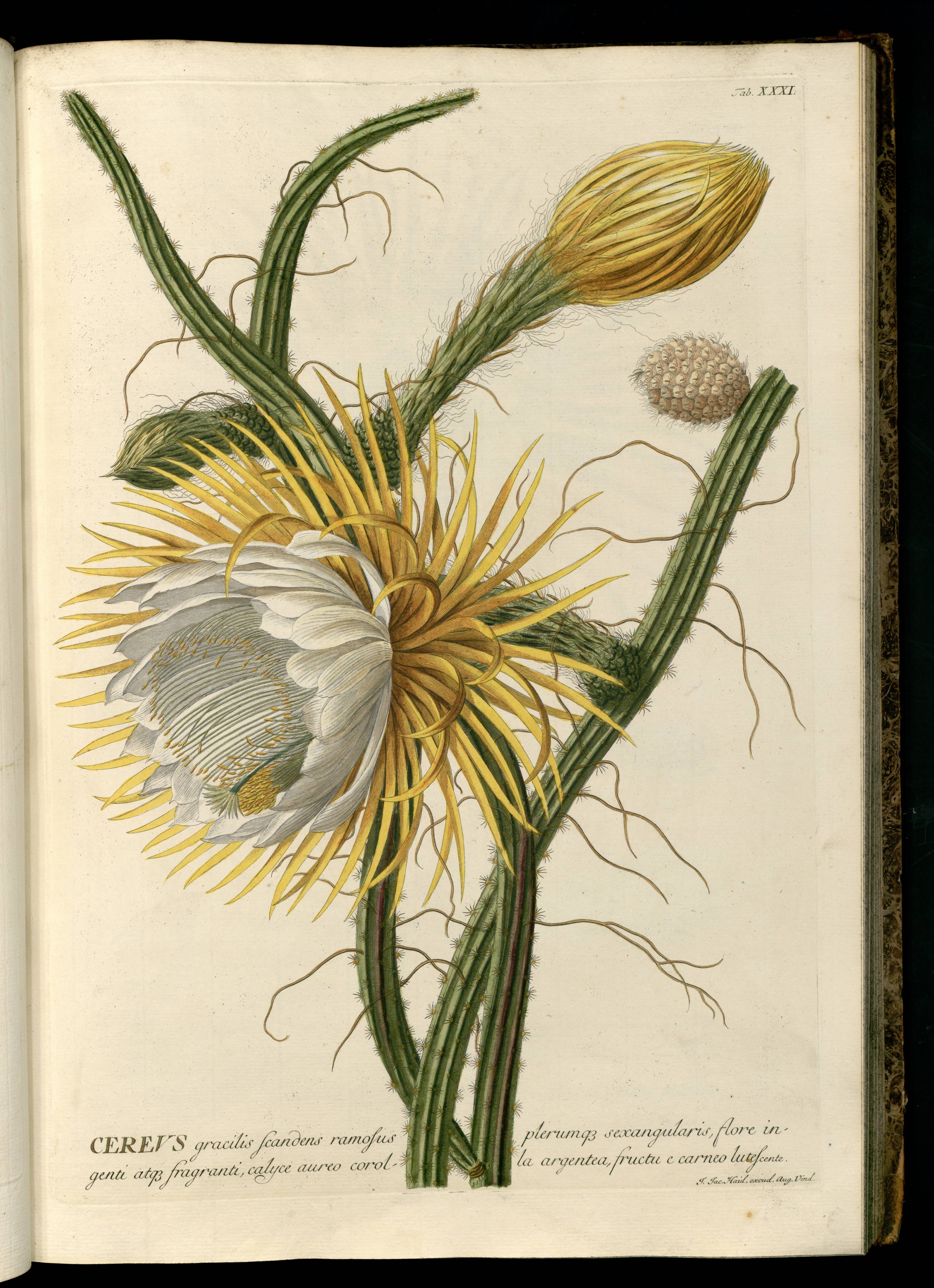 Selenicereus grandiflorus Ehret