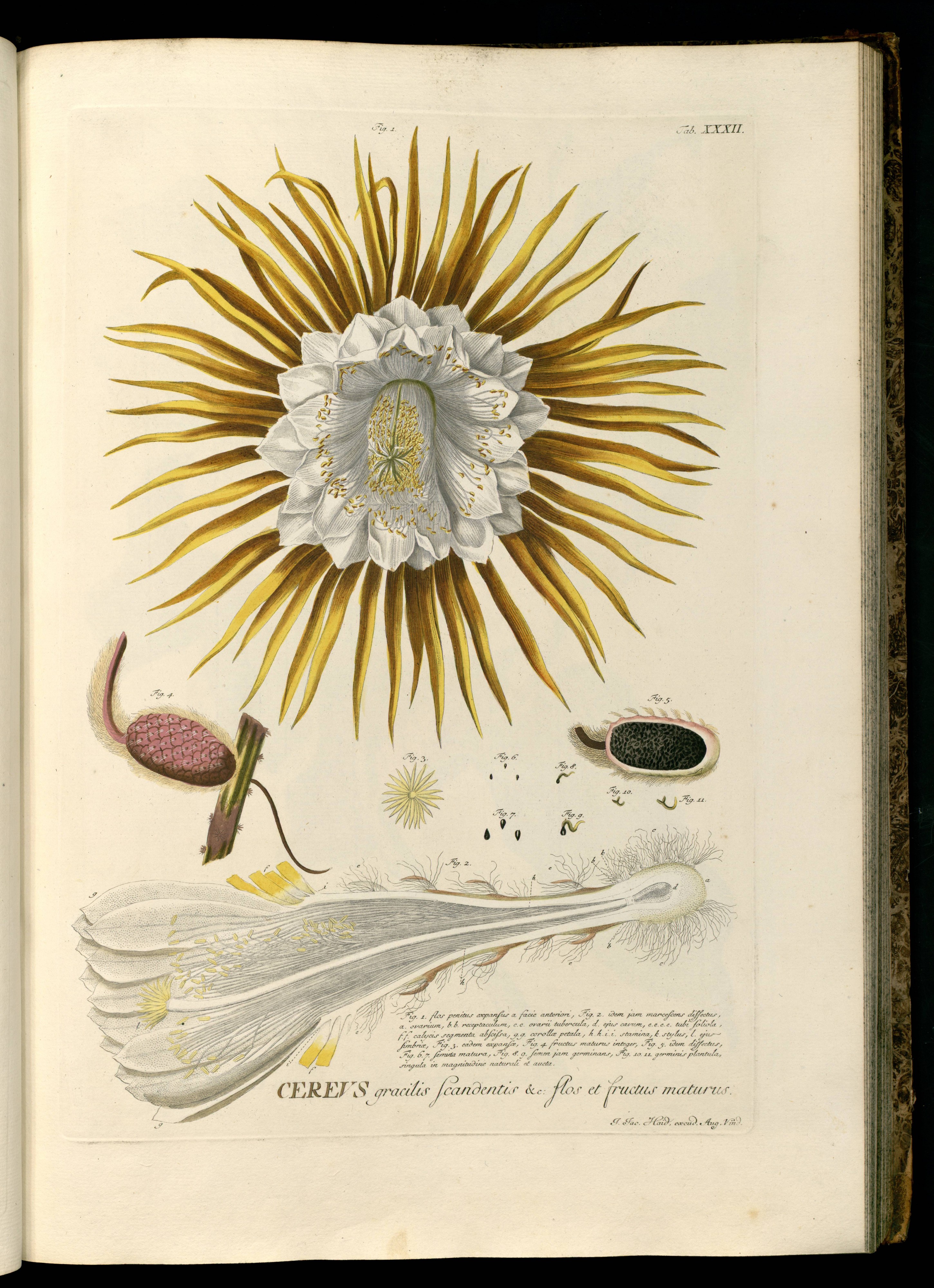 Selenicereus grandiflorus Ehret2