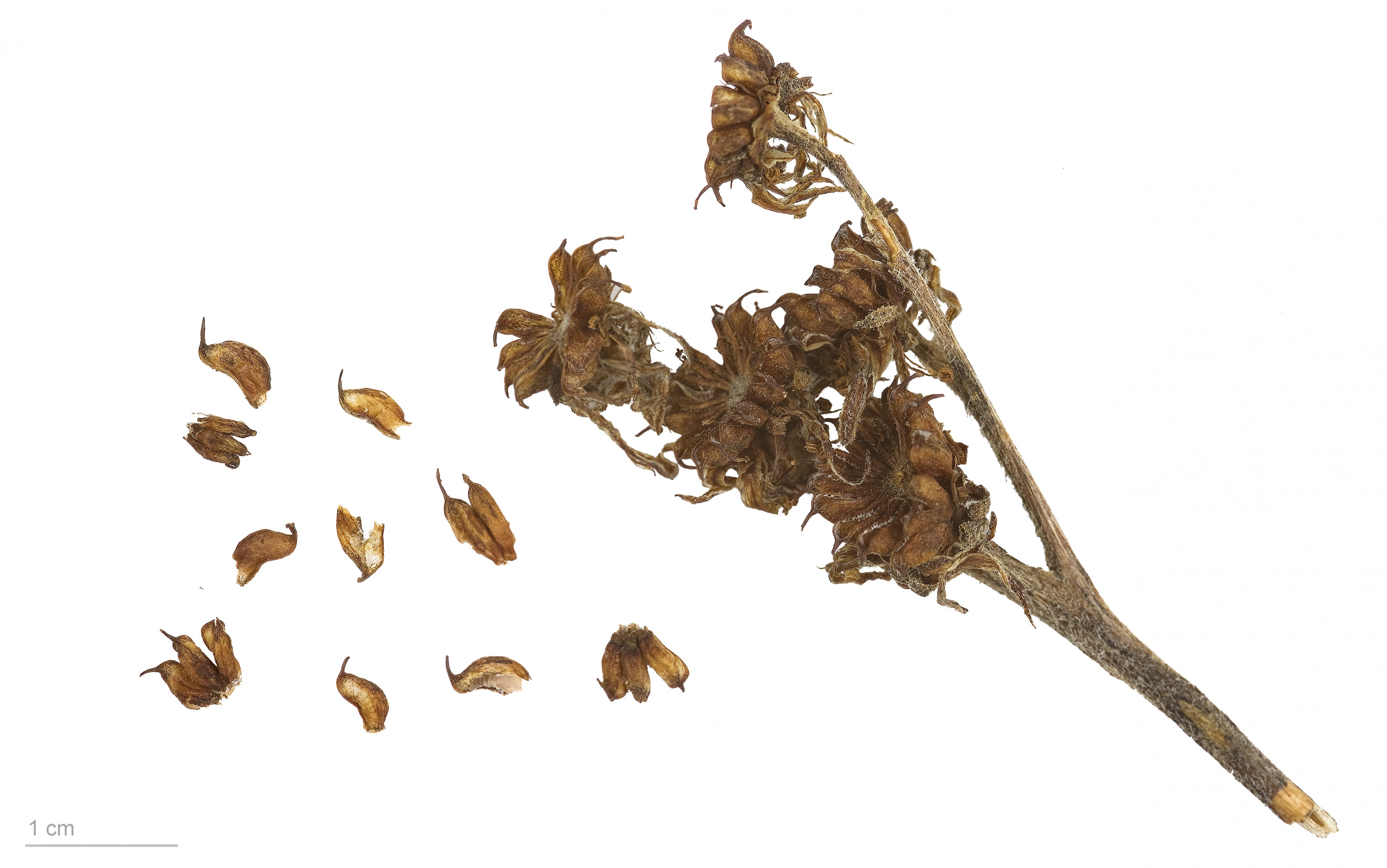 Sempervivum montanum MHNT.BOT.2008.1.32
