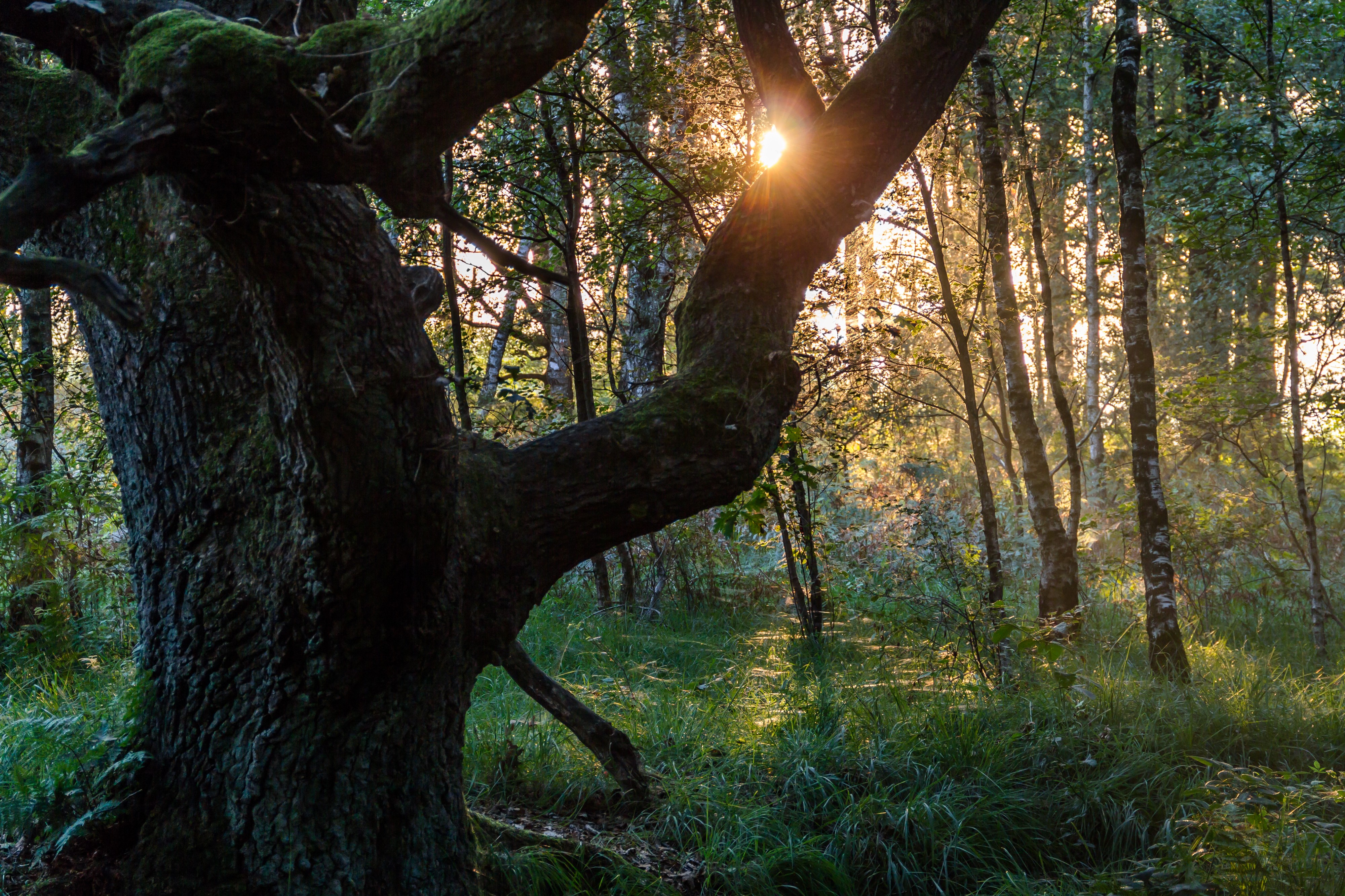 Senden, Venner Moor -- 2013 -- 2299