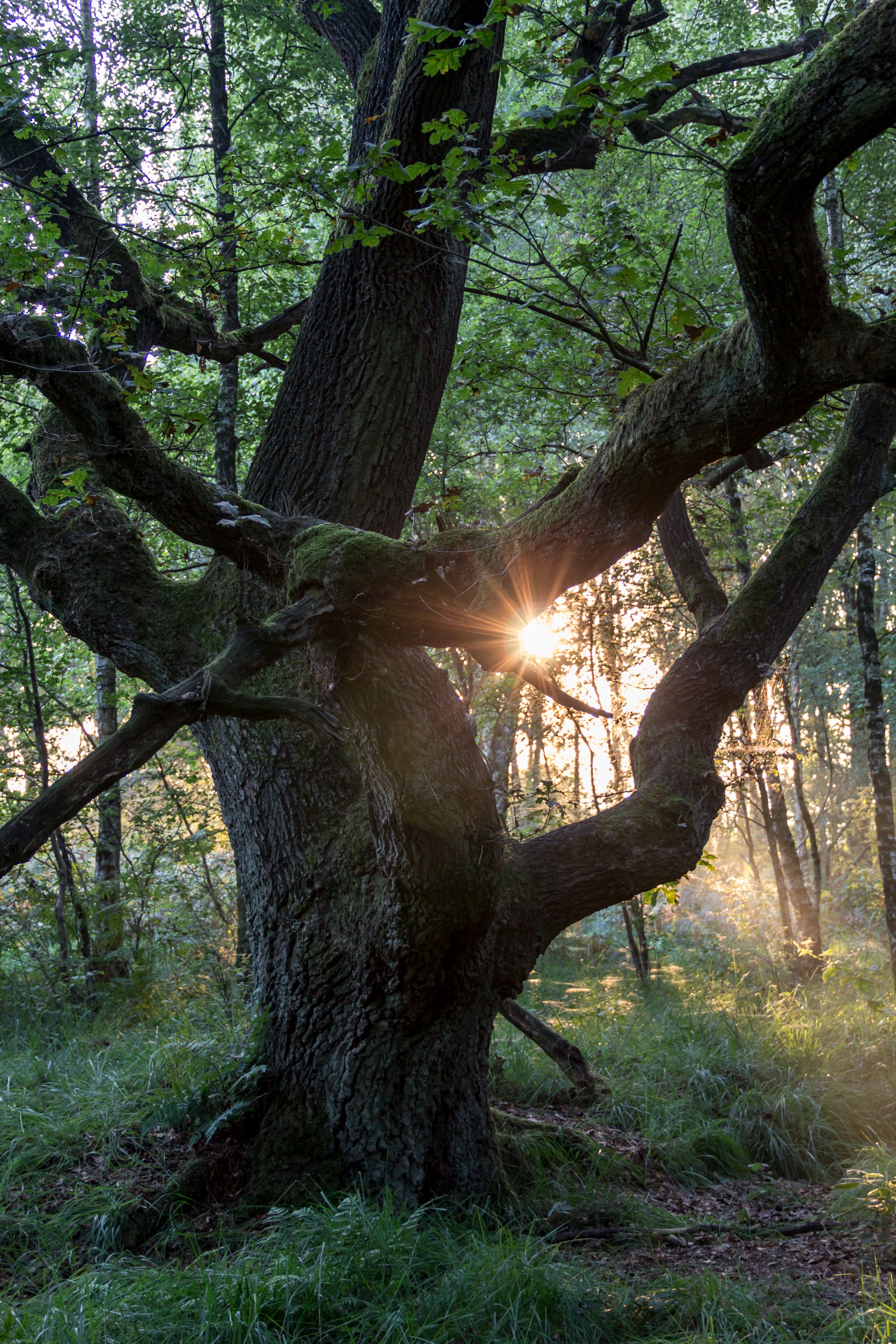 Senden, Venner Moor -- 2013 -- 2305