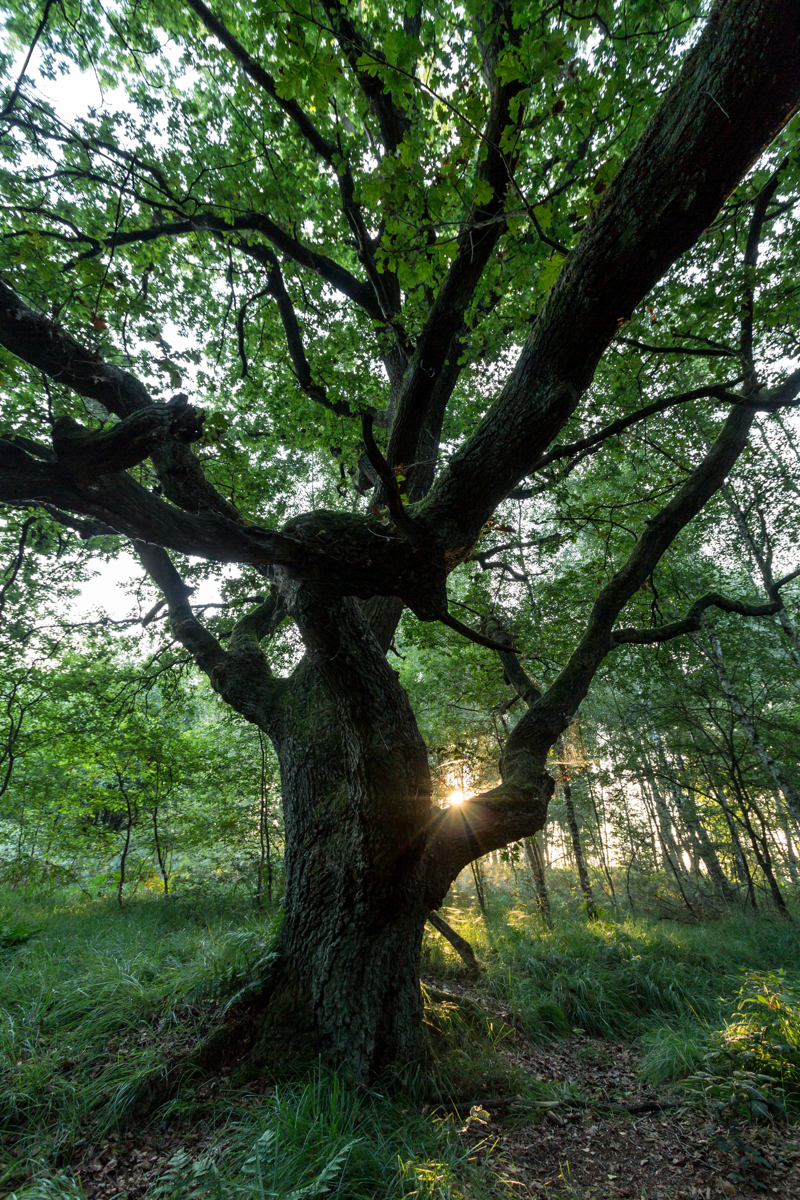 Senden, Venner Moor -- 2013 -- 2323