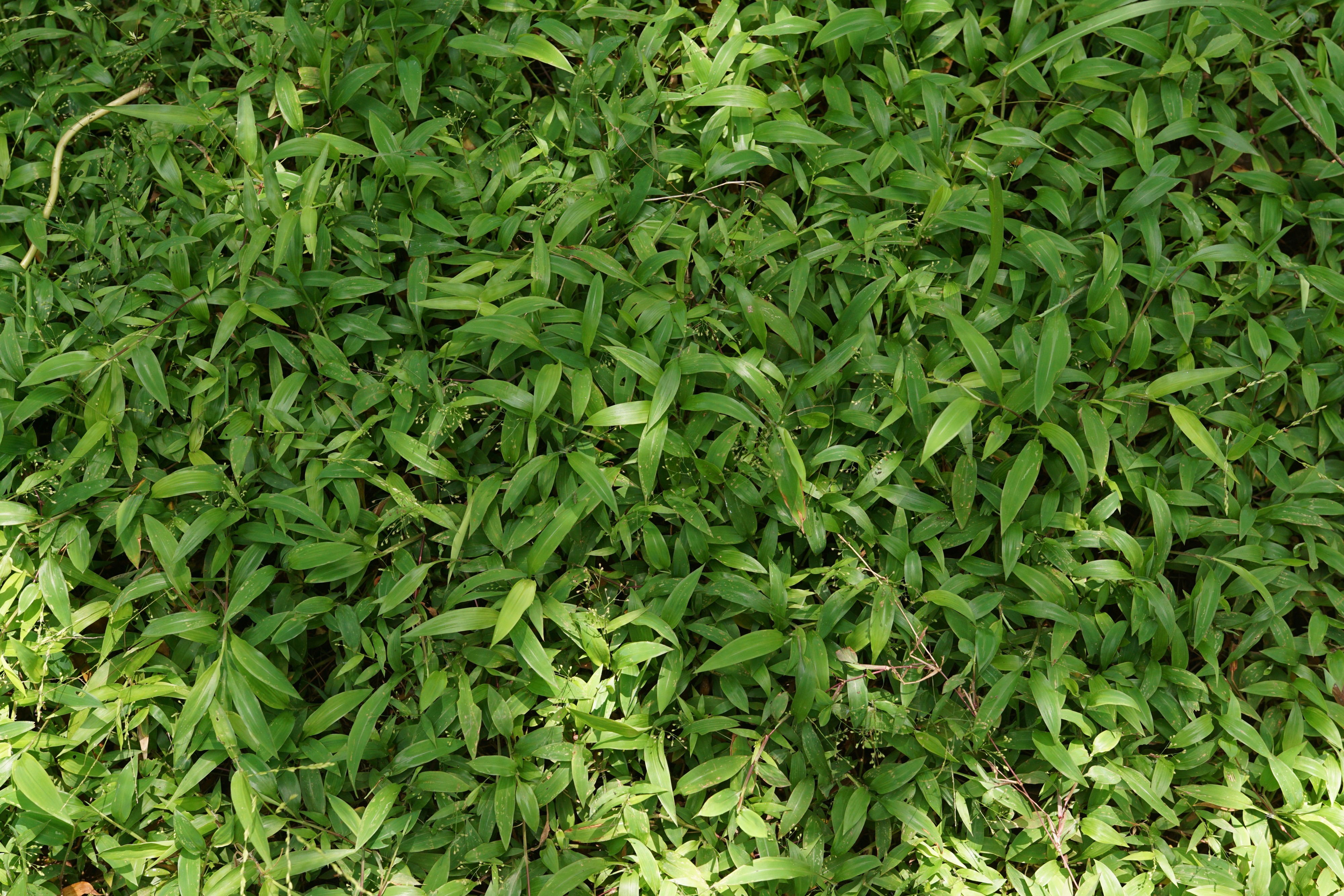 Setaria barbata 09396