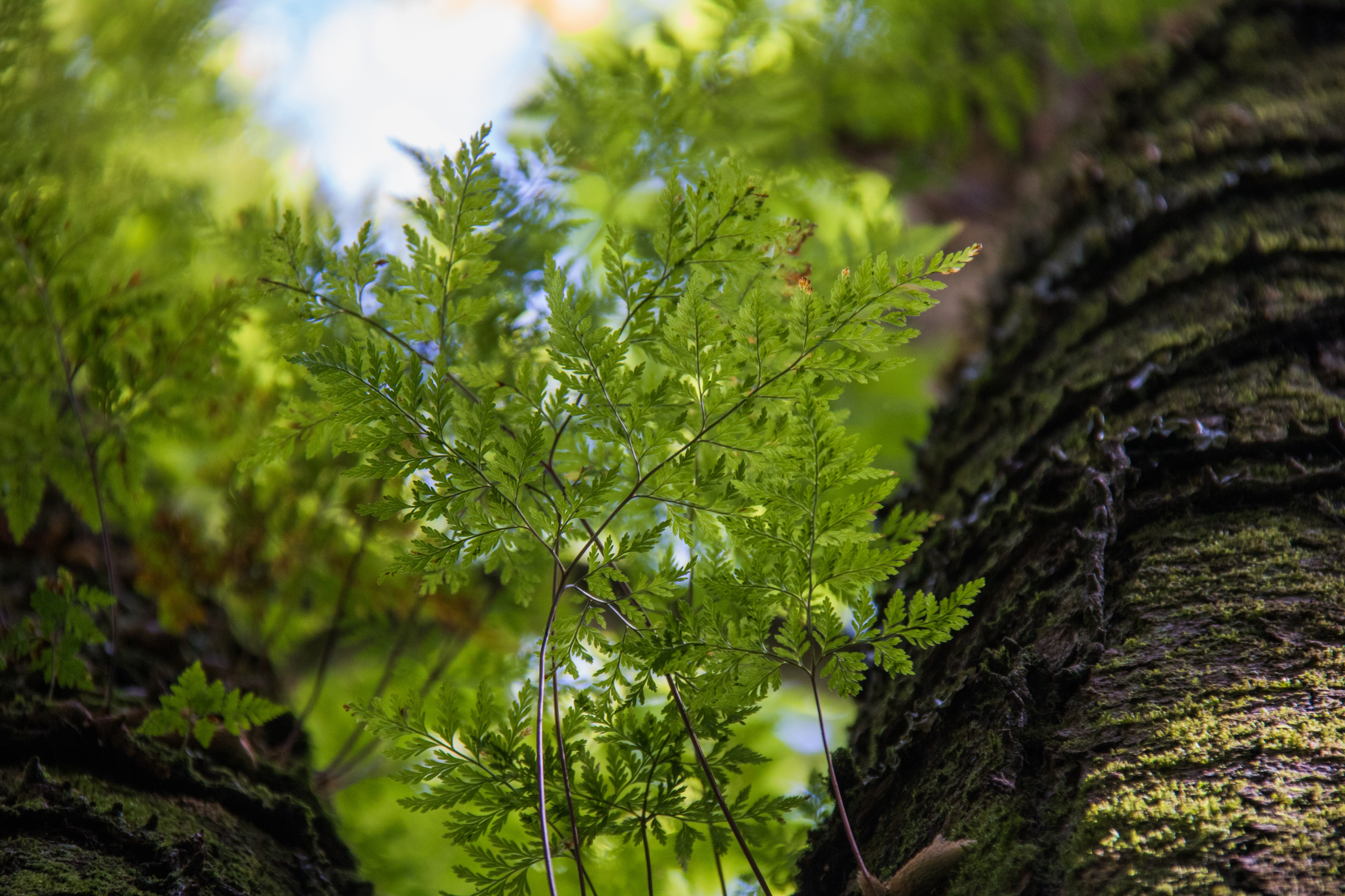 Shades of green (34943095706)