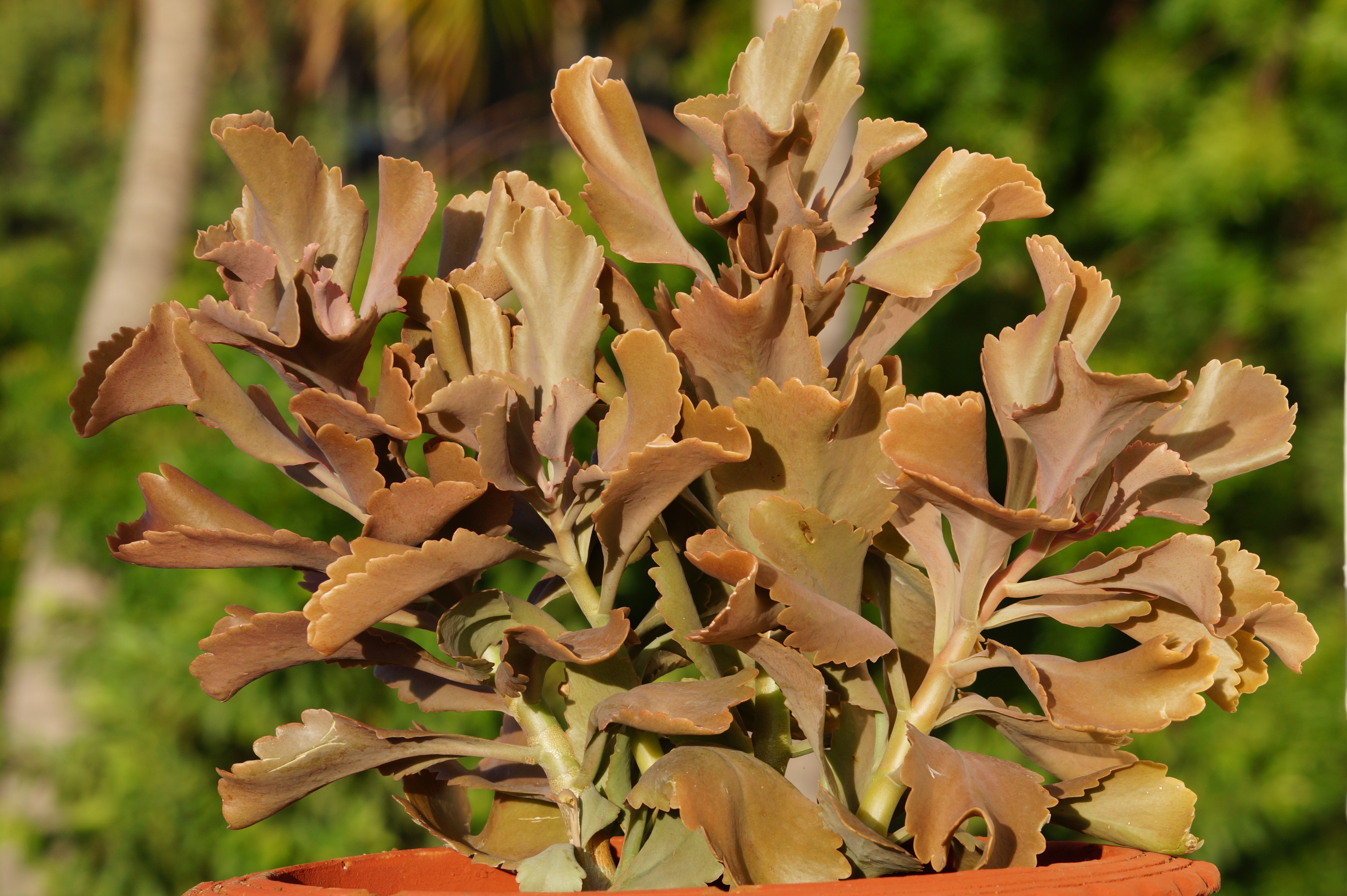 Silver waves plant