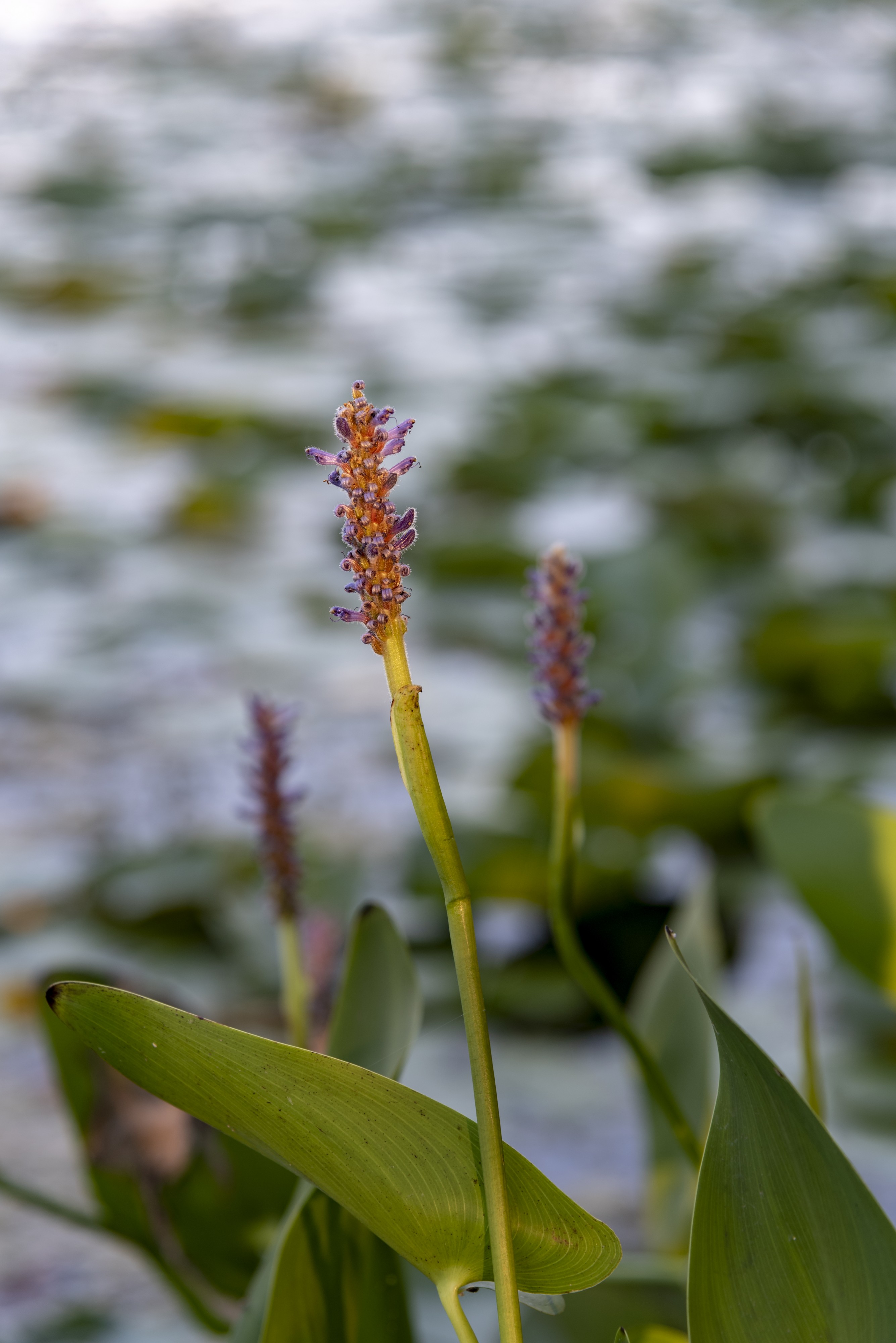 Slate Run - Pontederia cordata at Sunset