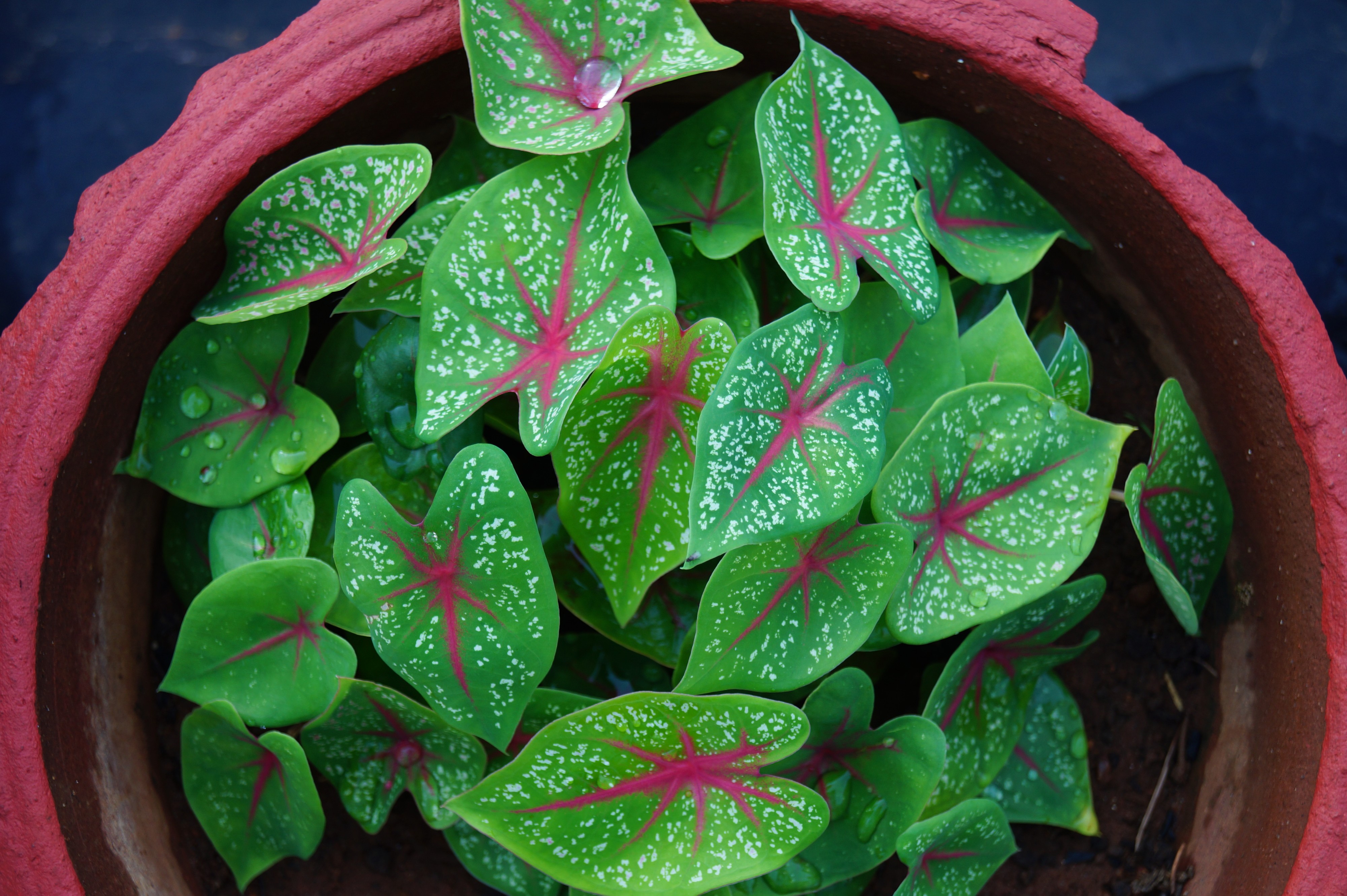 Small red elephant ears plant