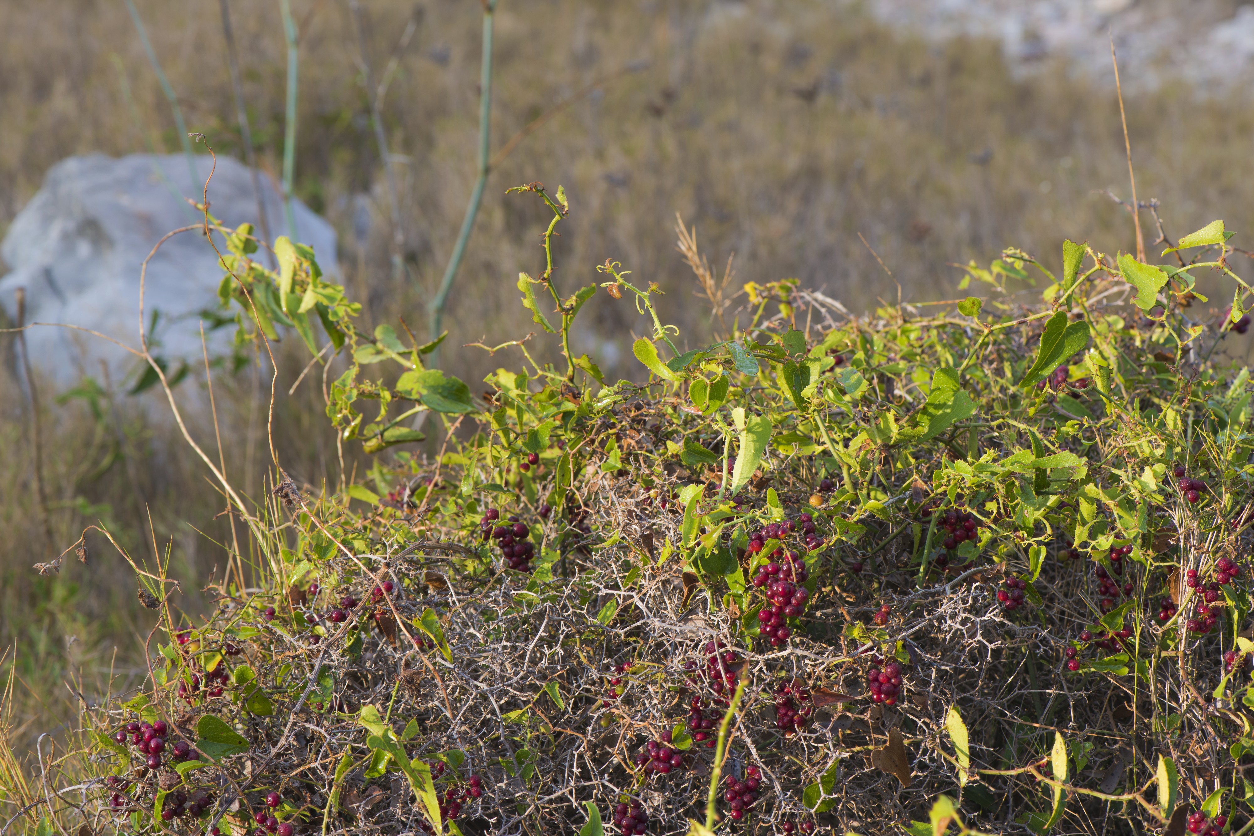Smilax aspera, Sète 01
