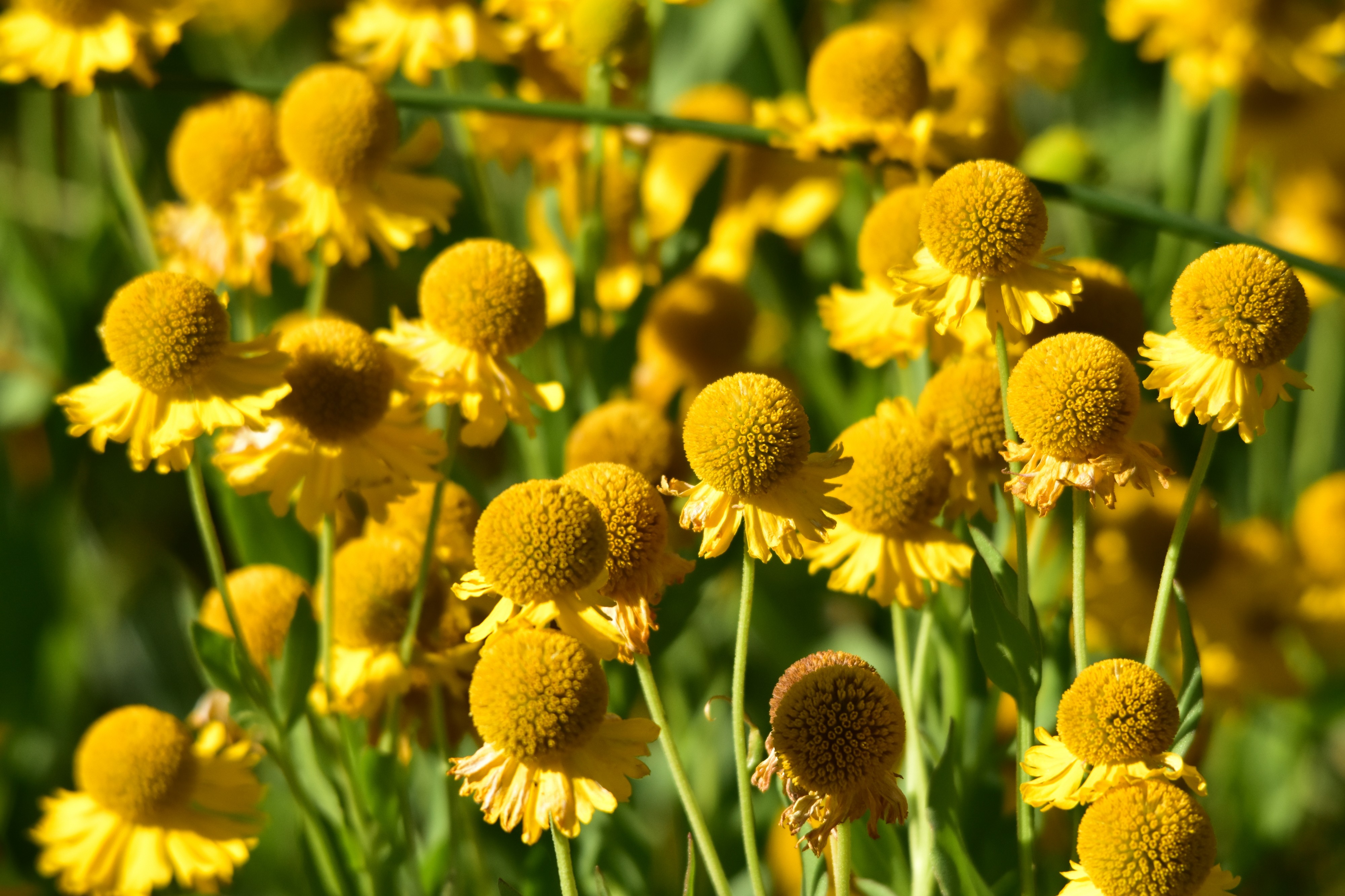 Sneezeweed (Helenium autumnale) on Seedskadee National Wildlife Refuge (29020757206)