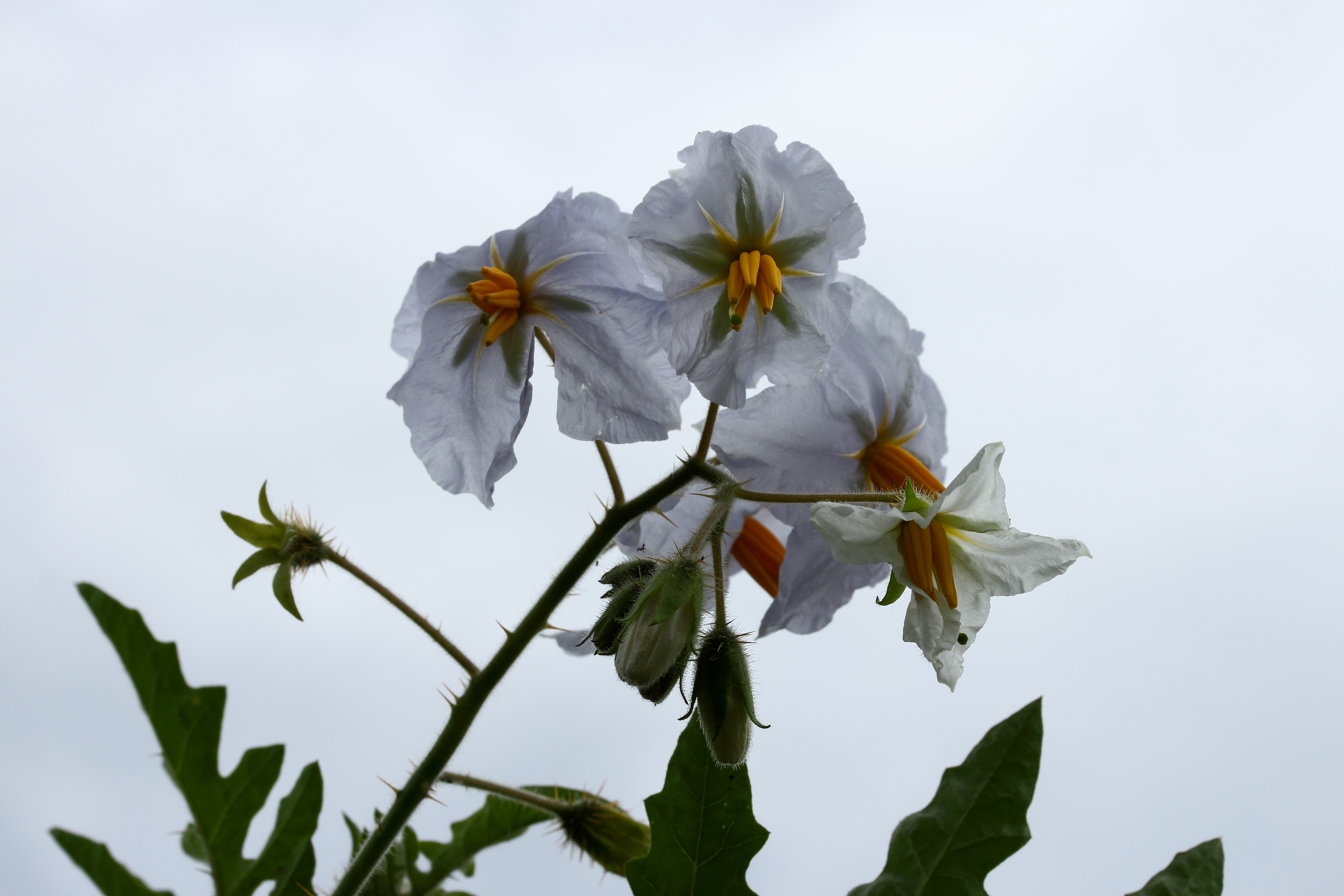 Solanum sisymbriifolium. Locatie De Kruidhof 01