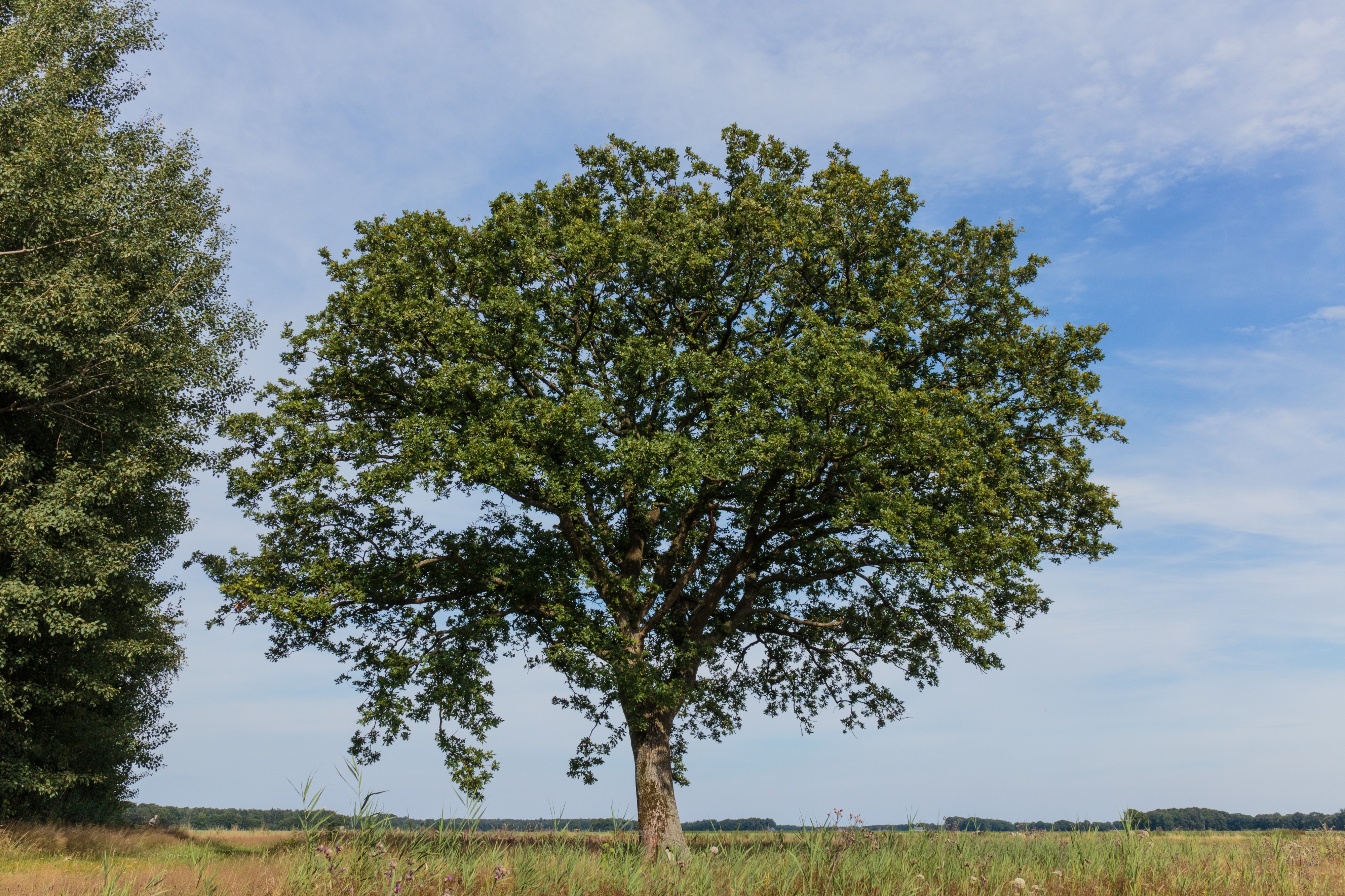Solitaire boom. Locatie, Stuttebosch in de lendevallei. Provincie Friesland